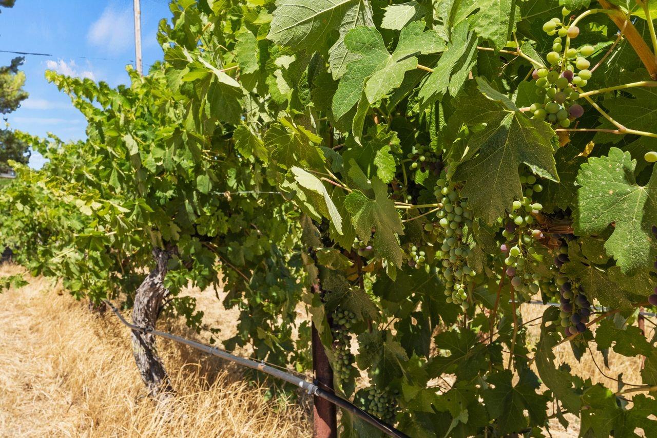 21226 Dickson Road Plymouth, CA 95669 - Photo 8 of 36 a view of a tree