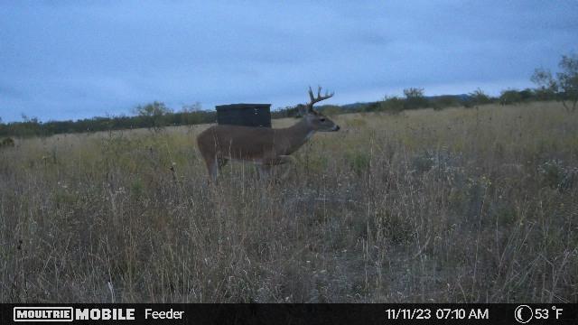 8623 Us-83 Ovalo, TX 79541 - Photo 36 of 40 a view of a lake in middle of forest