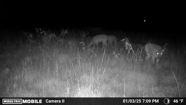 8623 Us-83 Ovalo, TX 79541 - Photo 38 of 40 a view of outdoor space with trees