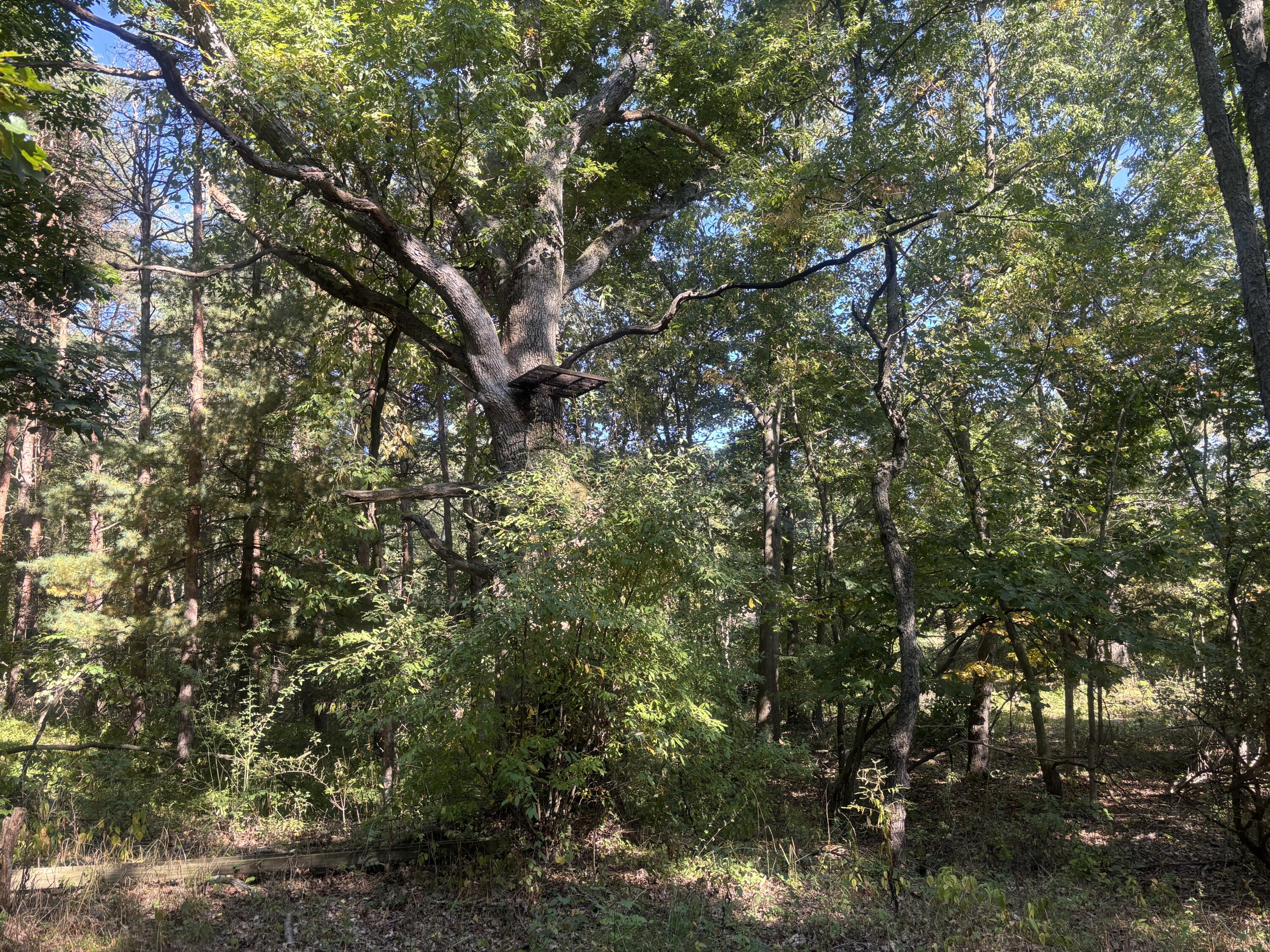 1170 Somers Road Lyons, MI 48851 - Photo 53 of 60 IMG_2745