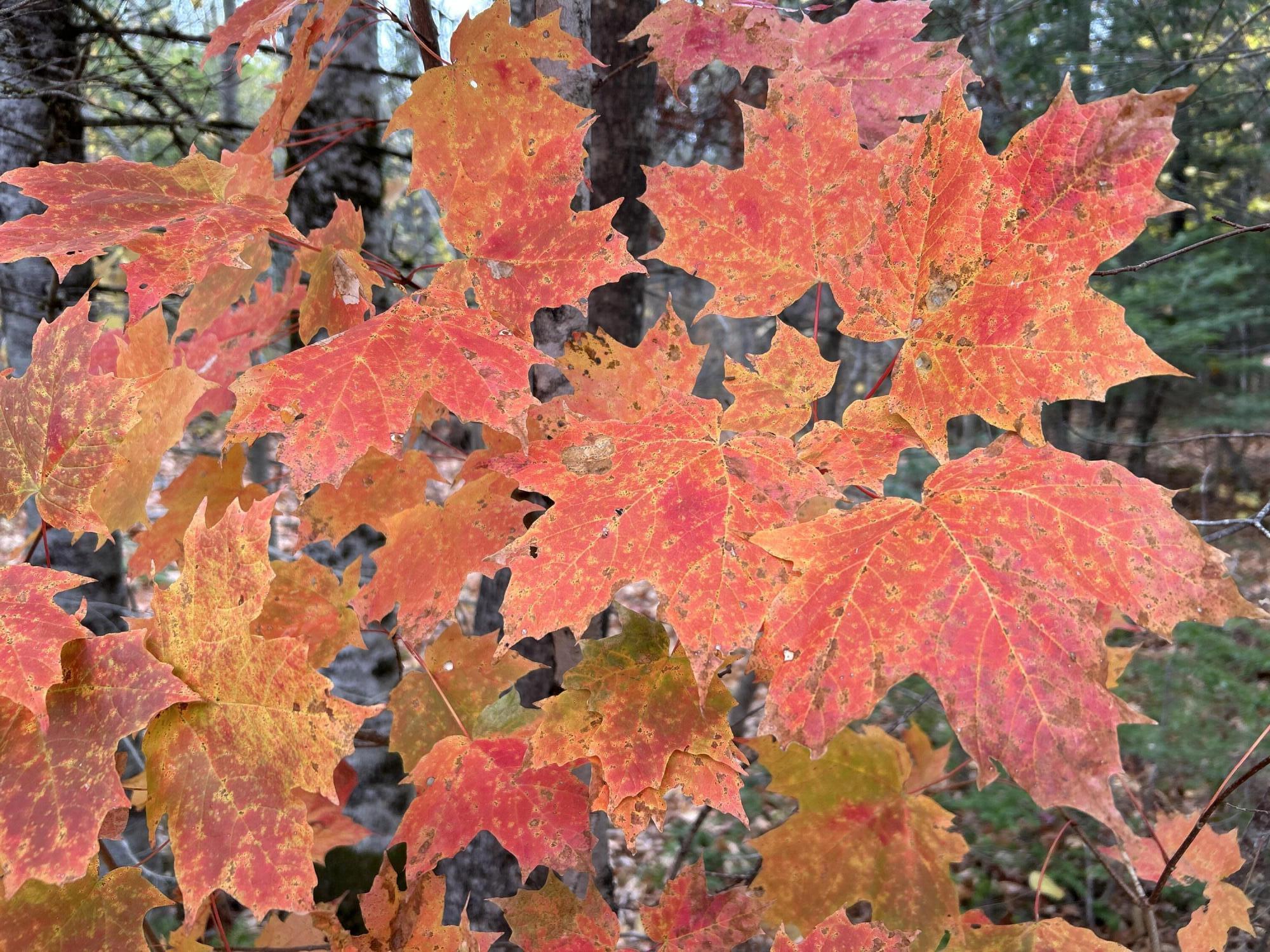 Map5-lot1 Silvers Mills Road Sangerville, ME 04479 - Photo 2 of 33