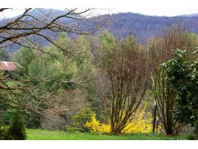 1807 Winchester Road Shady Valley, TN 37688 - Photo 24 of 24 LANDSCAPED AND MOUNTAIN VIEWS