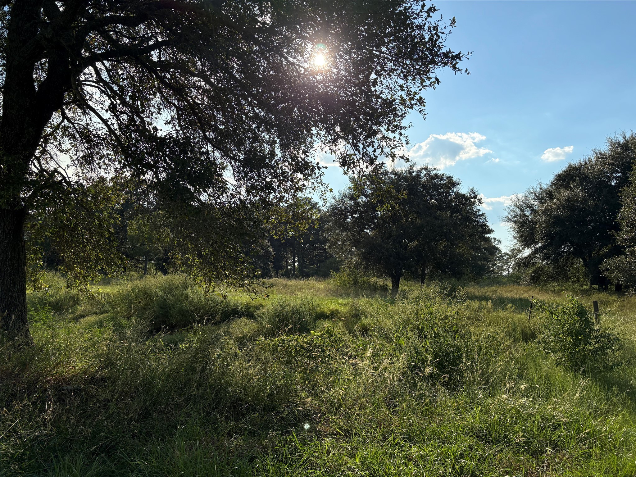 4282 Thompson Road Nome, TX 77629 - Photo 24 of 30 a view of a lush green forest