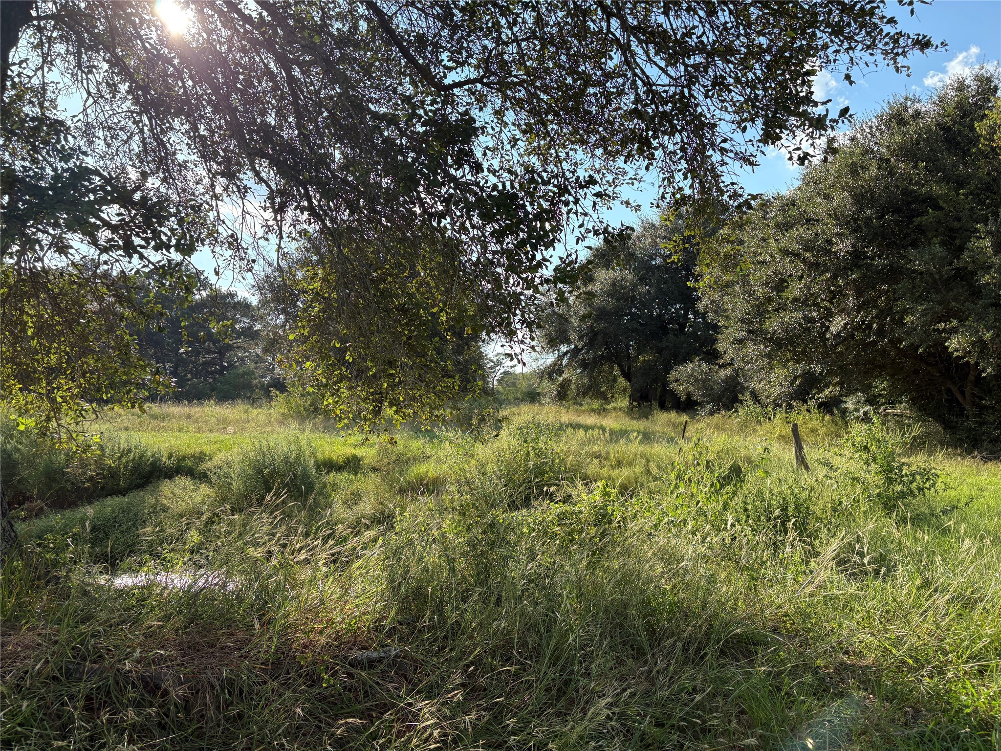 4282 Thompson Road Nome, TX 77629 - Photo 29 of 30 a view of a lush green forest with lots of trees