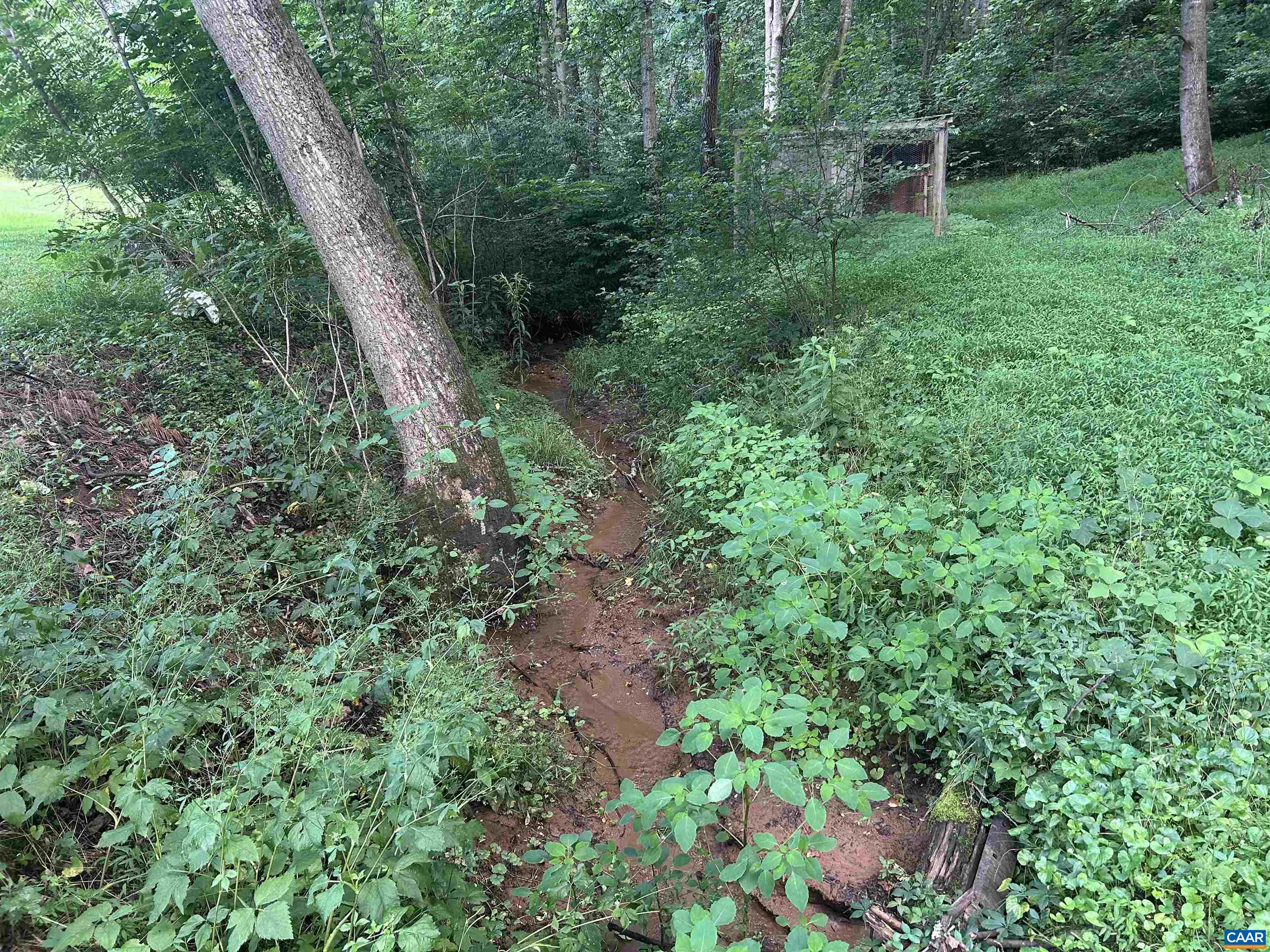 1863 River Road Faber, VA 22938 - Photo 39 of 44 a view of a lush green forest