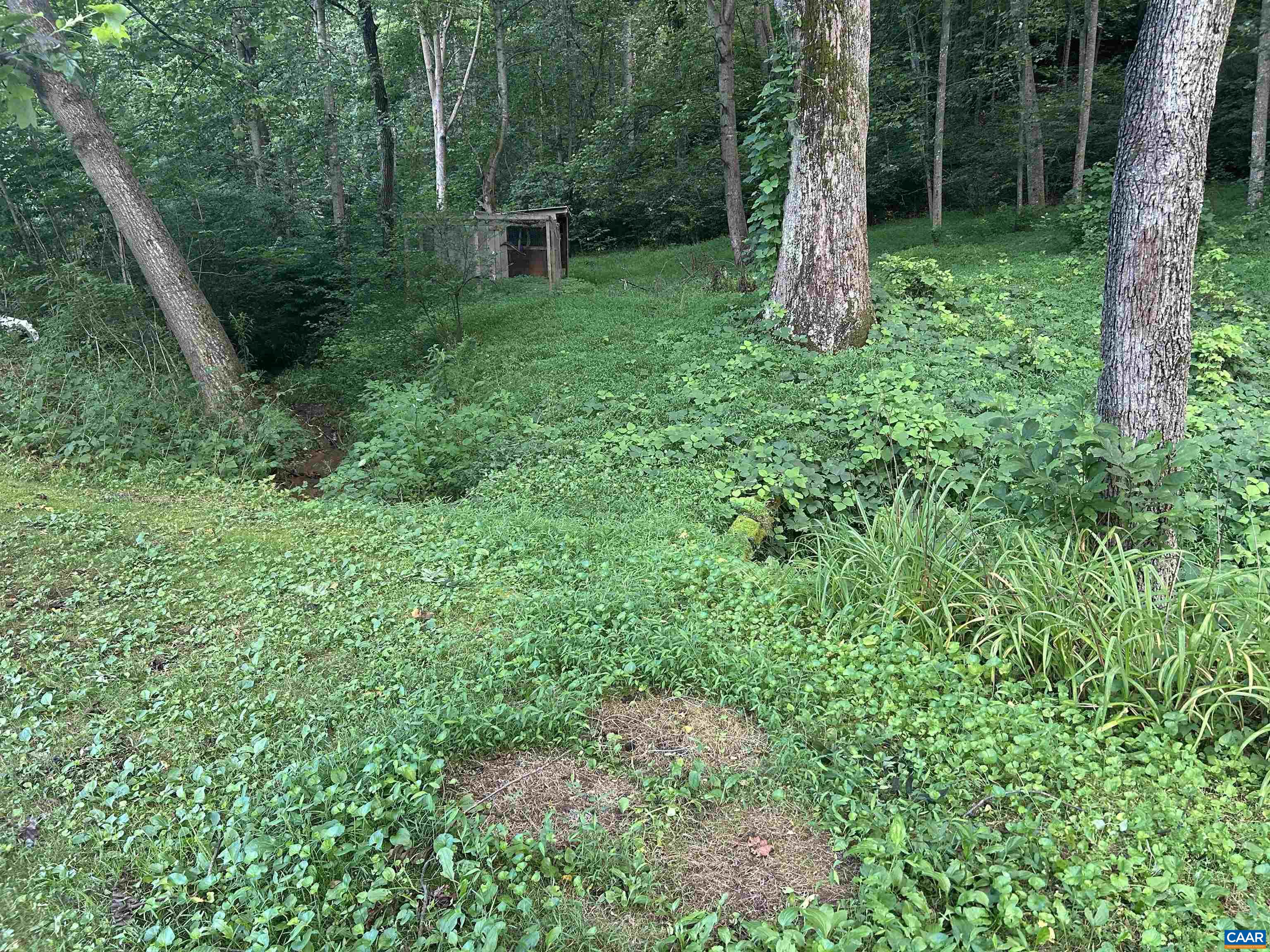 1863 River Road Faber, VA 22938 - Photo 40 of 44 a view of a lush green forest