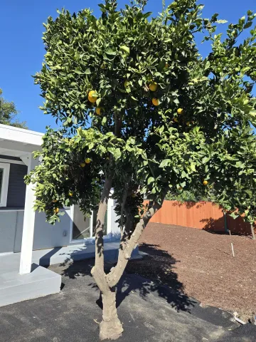 a view of a house with a yard and a garage