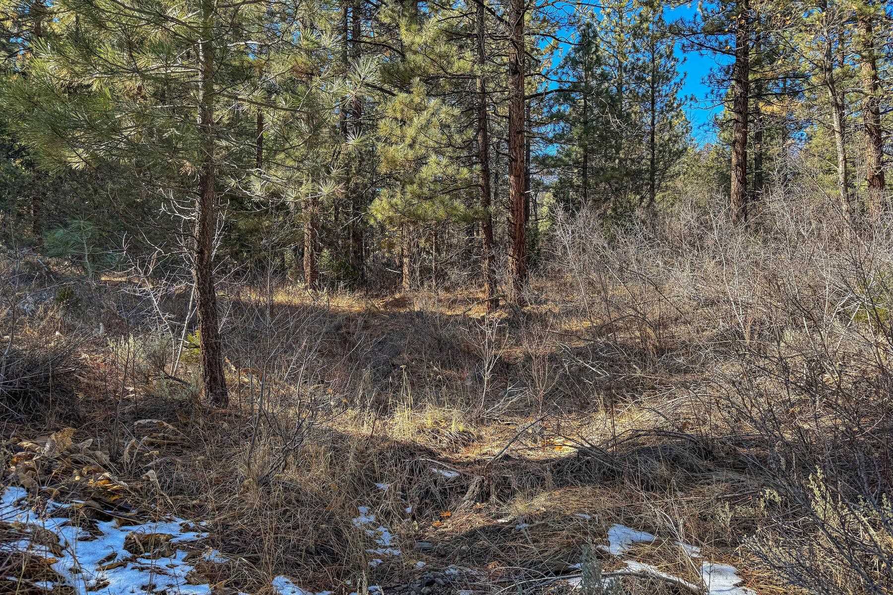 2850 22n03 Beckwourth, CA 96129 - Photo 12 of 15 a view of a forest with trees