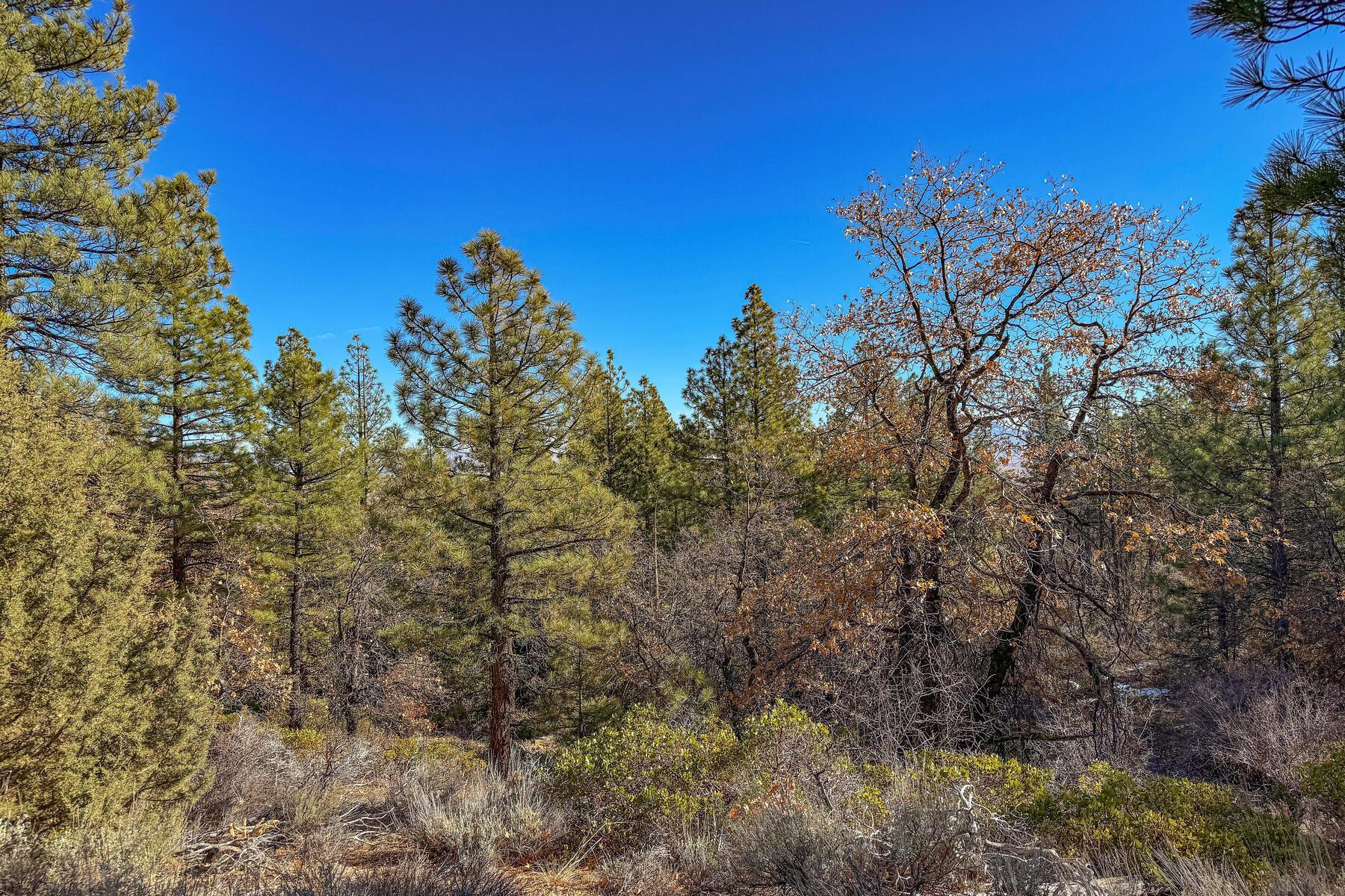 2850 22n03 Beckwourth, CA 96129 - Photo 10 of 15 a view of a forest with a tree in the background