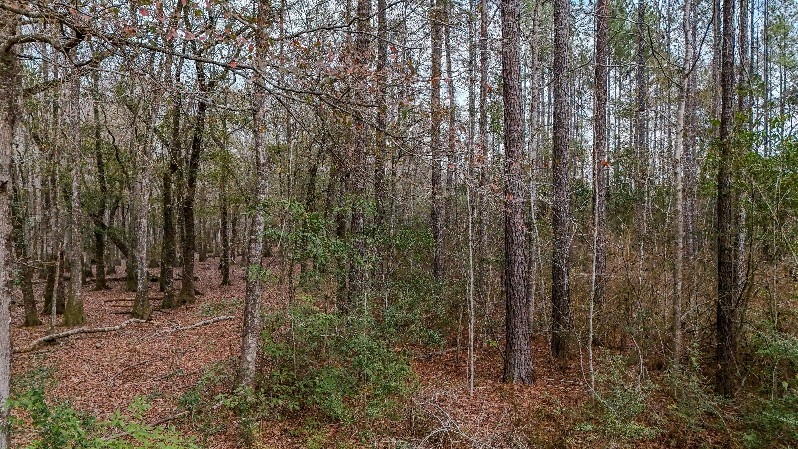 4769 Davis Road Florala, AL 36442 - Photo 11 of 39 a view of a forest with trees in the background