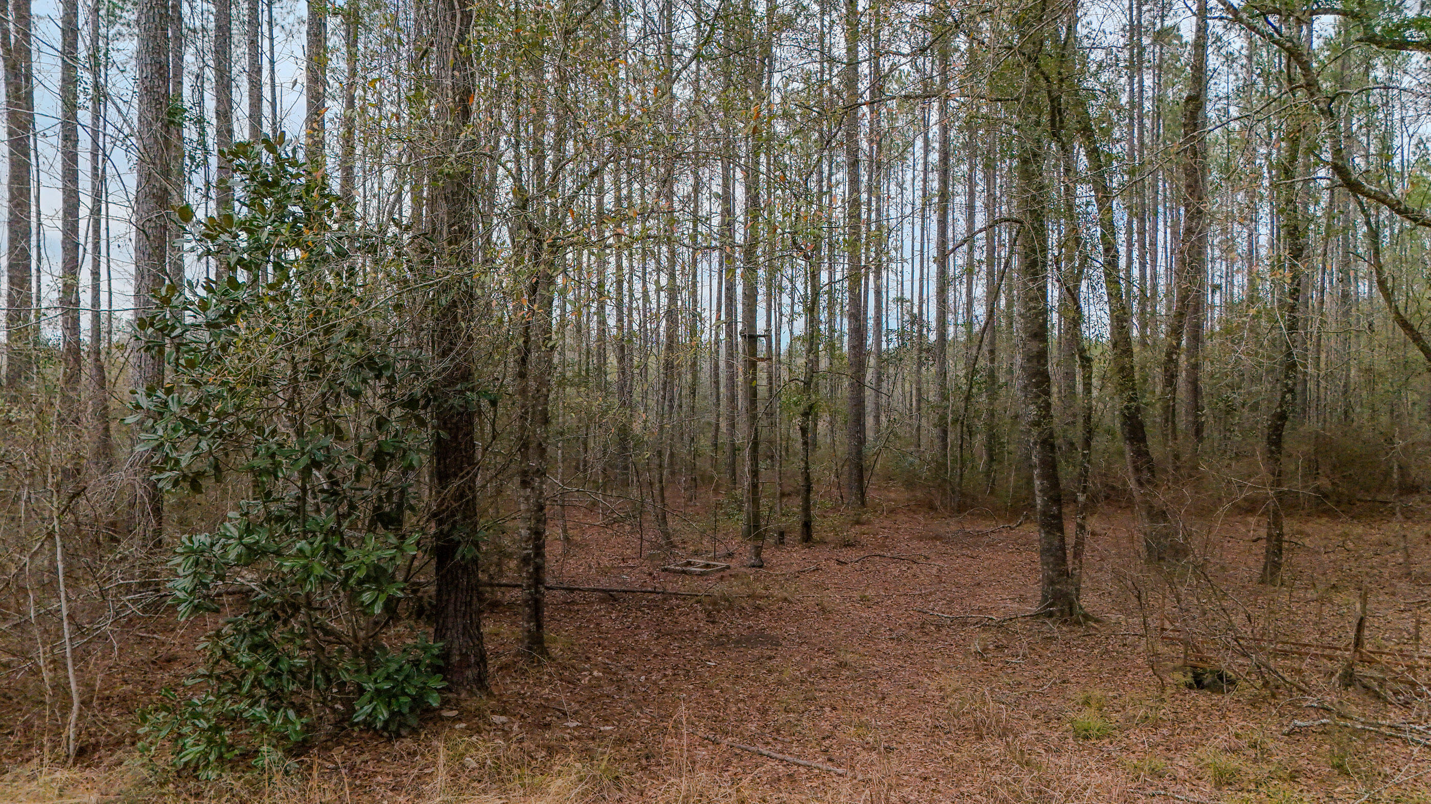 4769 Davis Road Florala, AL 36442 - Photo 12 of 39 a view of backyard with green space