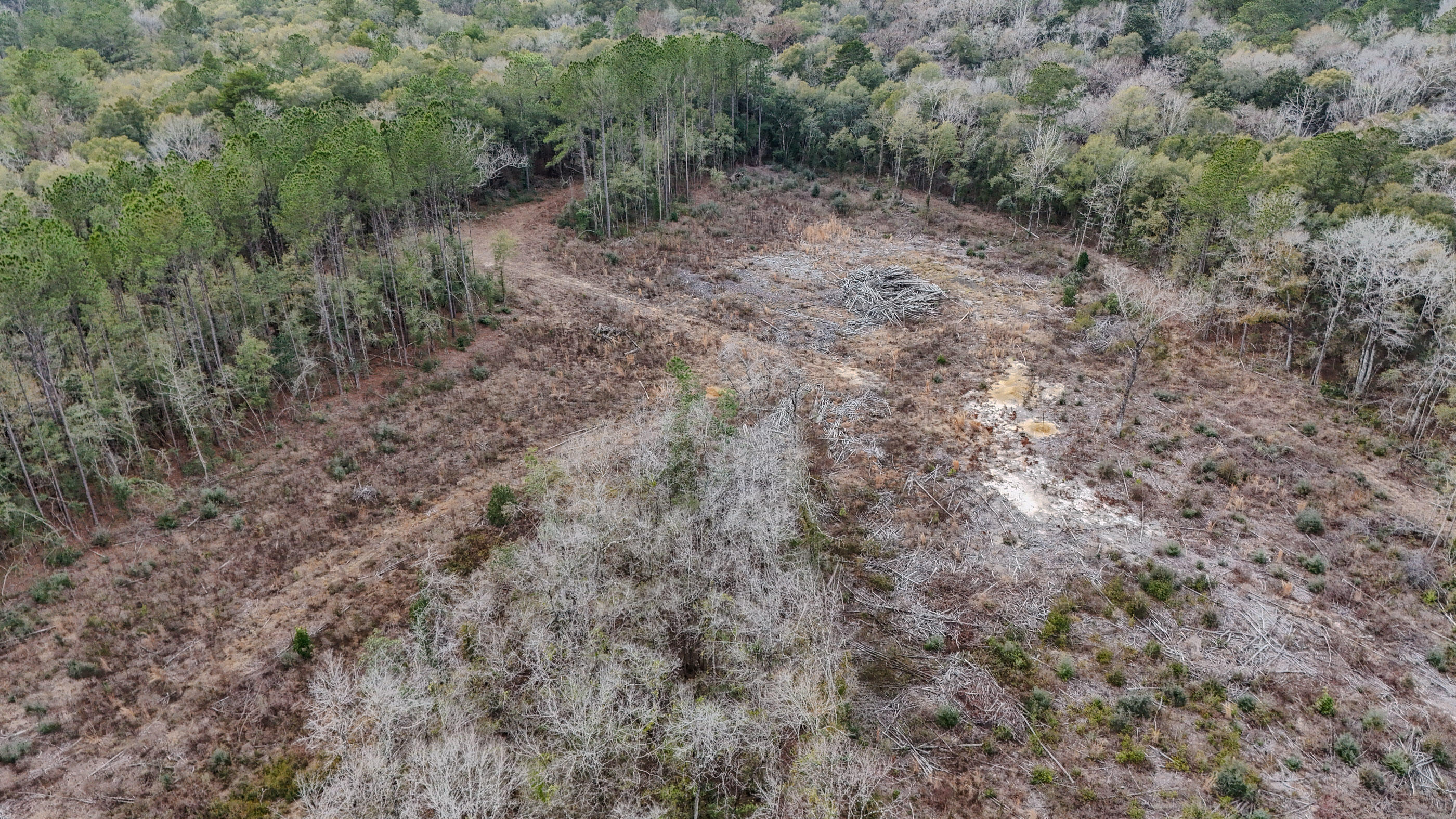 4769 Davis Road Florala, AL 36442 - Photo 13 of 39 a view of a dry yard with lots of bushes
