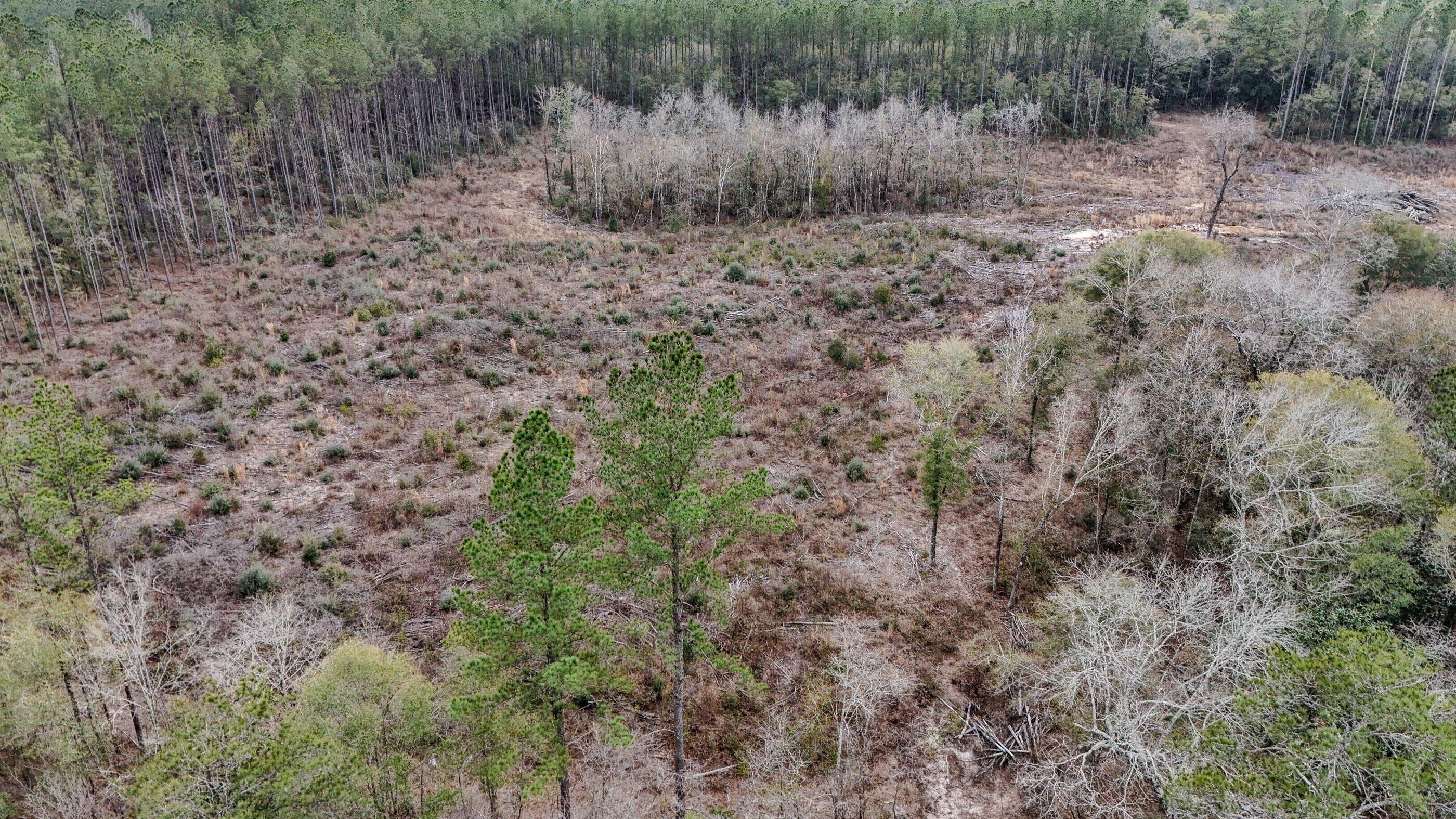 4769 Davis Road Florala, AL 36442 - Photo 14 of 39 a view of a dry field