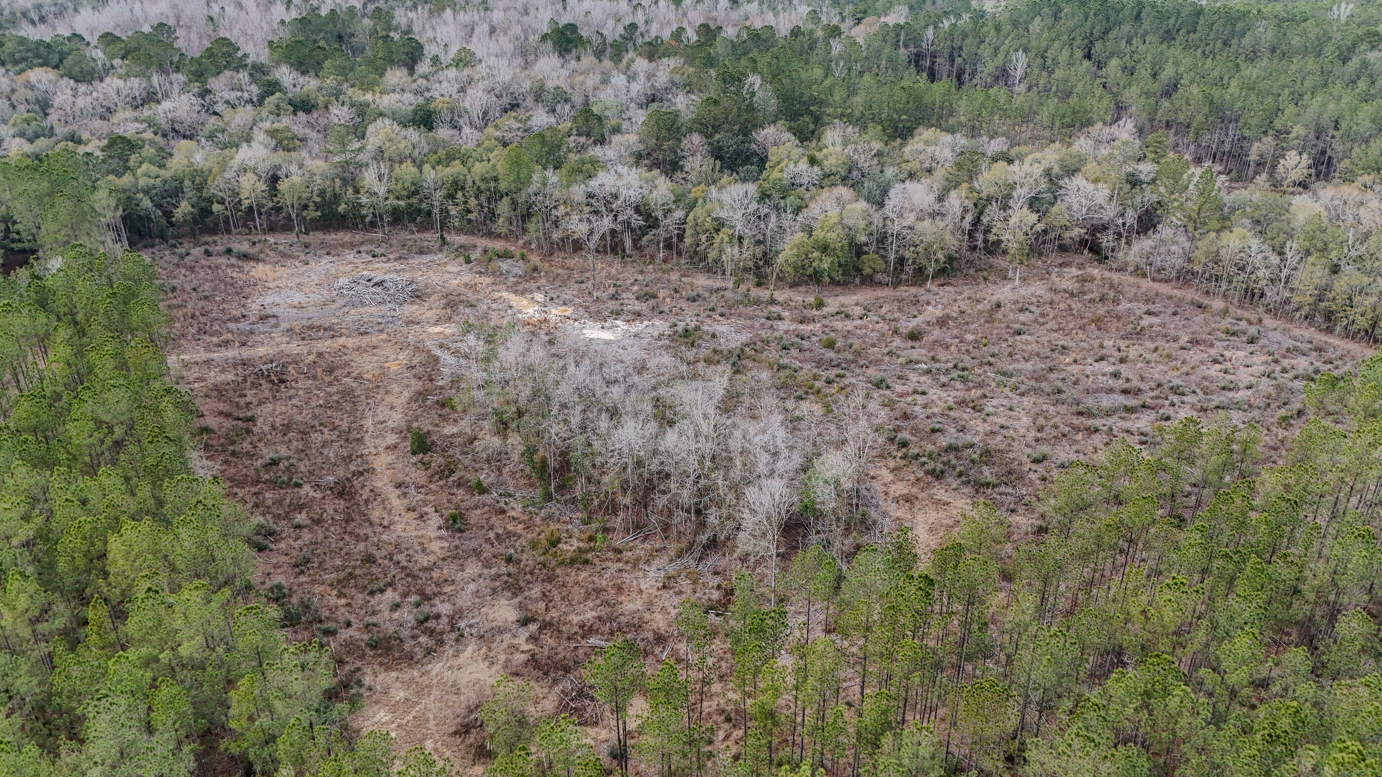 4769 Davis Road Florala, AL 36442 - Photo 15 of 39 a view of a dry yard with green space