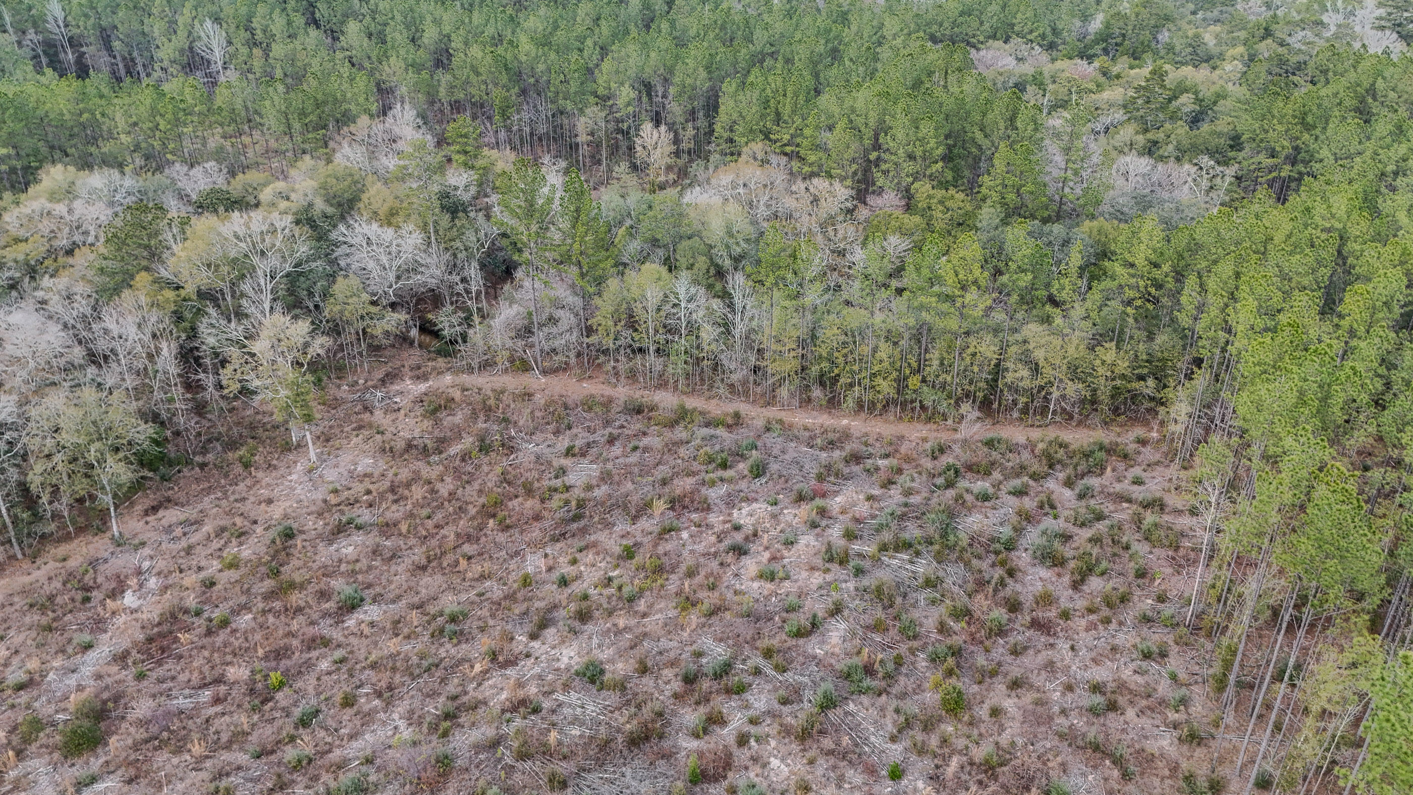 4769 Davis Road Florala, AL 36442 - Photo 16 of 39 a view of a yard with a tree
