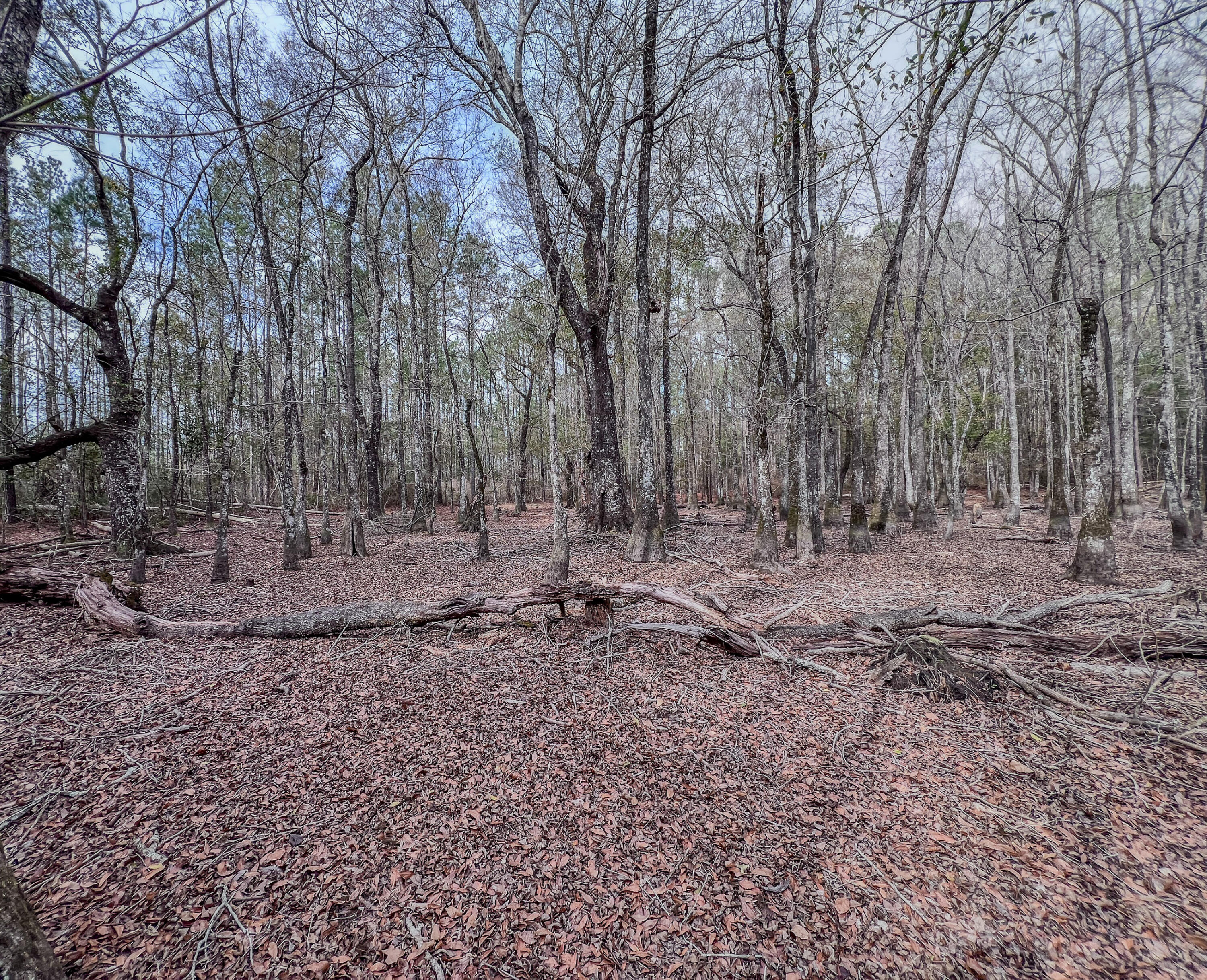 4769 Davis Road Florala, AL 36442 - Photo 17 of 39 a view of a yard with trees