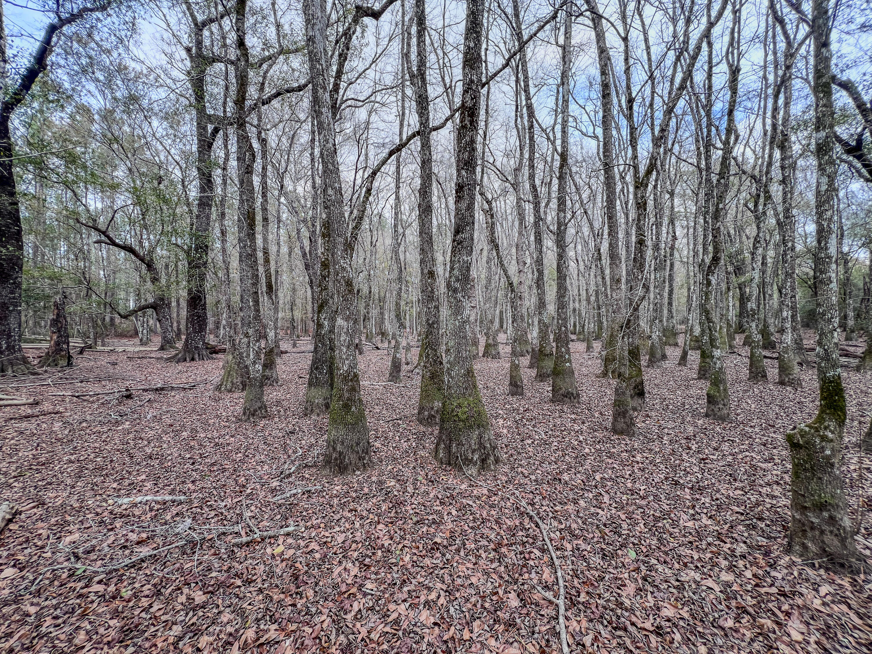 4769 Davis Road Florala, AL 36442 - Photo 18 of 39 a backyard of a house with lots of green space
