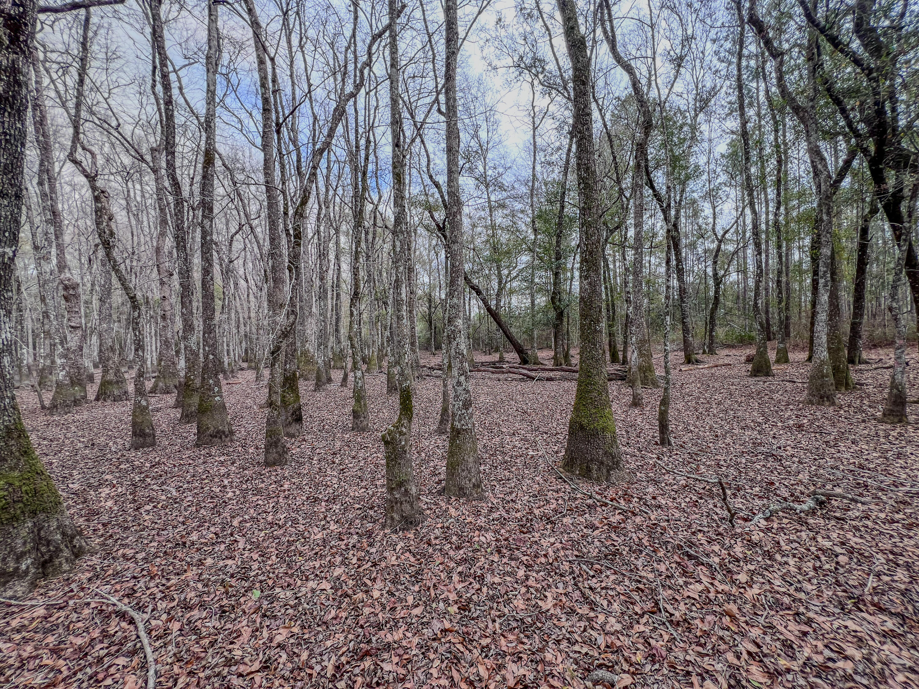 4769 Davis Road Florala, AL 36442 - Photo 19 of 39 a backyard of a house with lots of green space