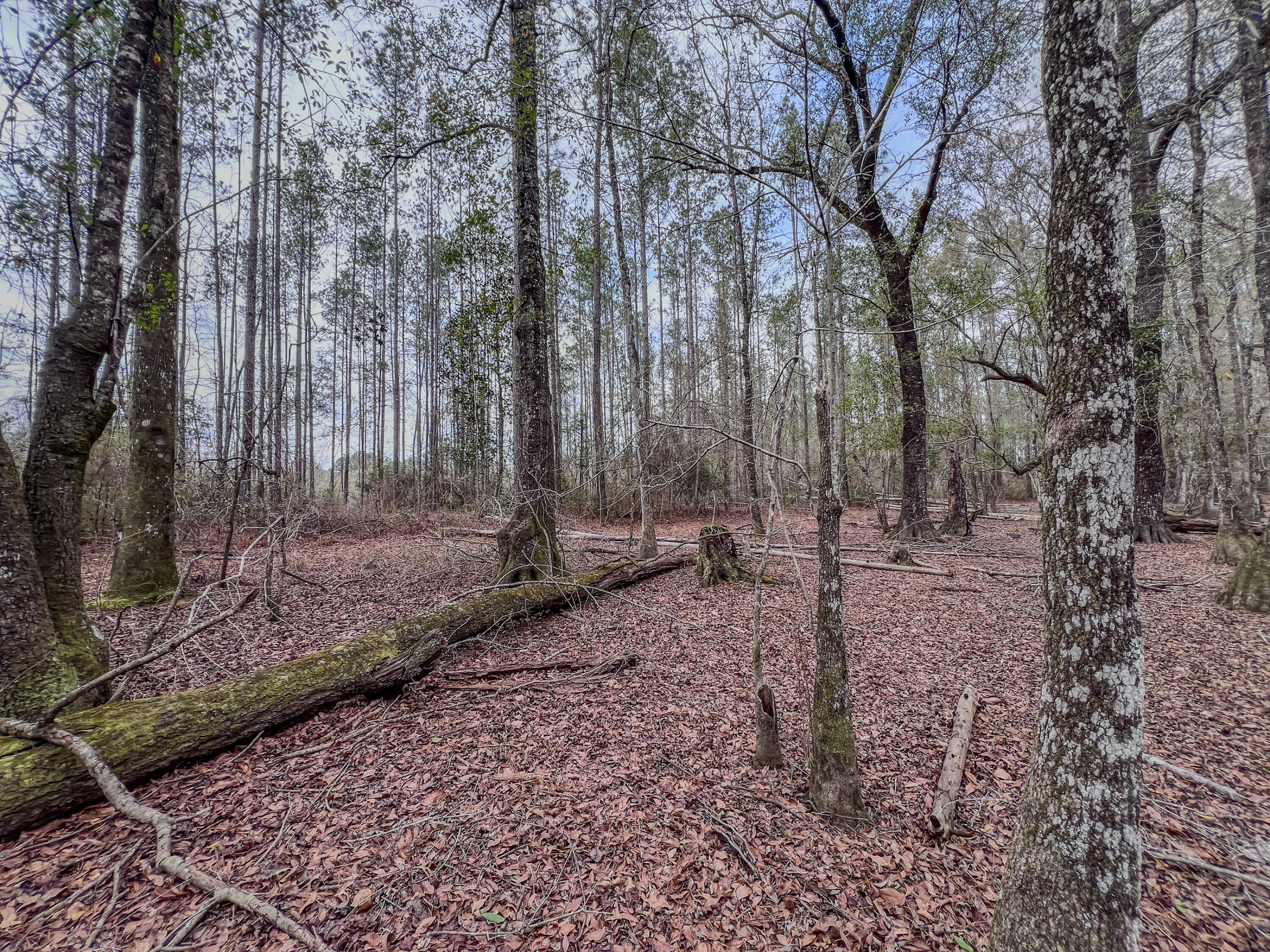 4769 Davis Road Florala, AL 36442 - Photo 20 of 39 a view of a forest with trees