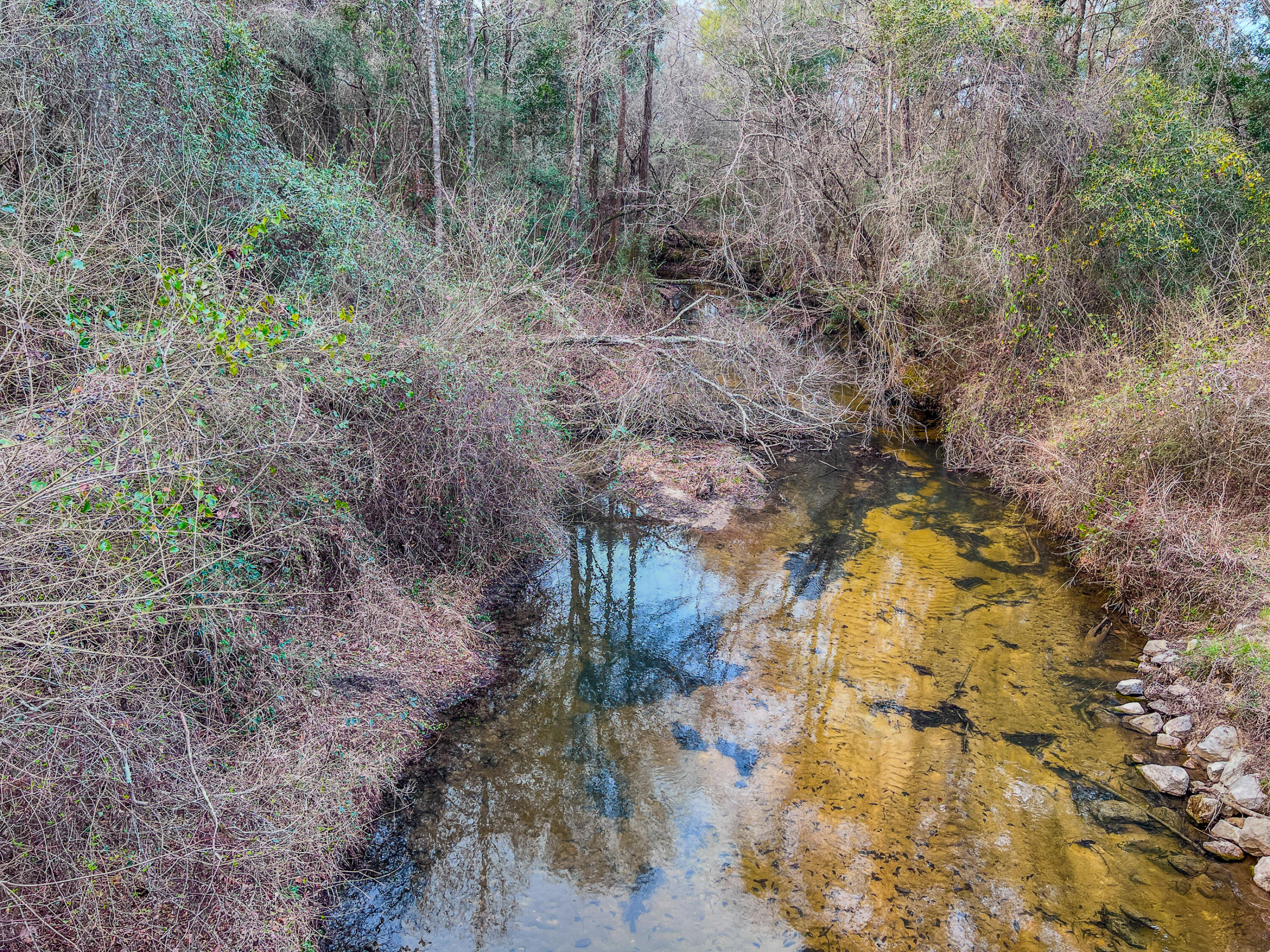 4769 Davis Road Florala, AL 36442 - Photo 2 of 39 a view of a forest with trees in the background
