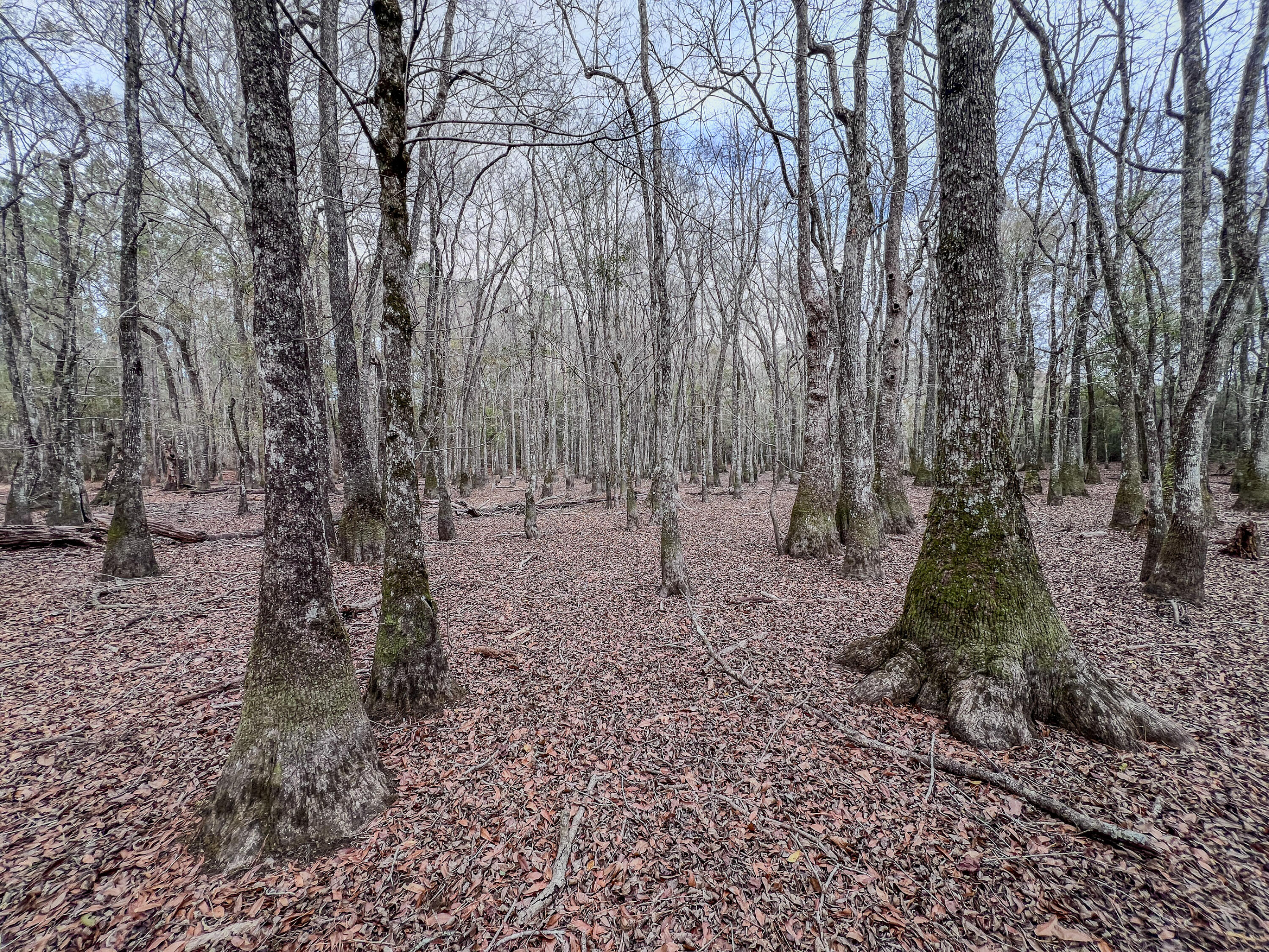 4769 Davis Road Florala, AL 36442 - Photo 21 of 39 a backyard of a house with lots of green space
