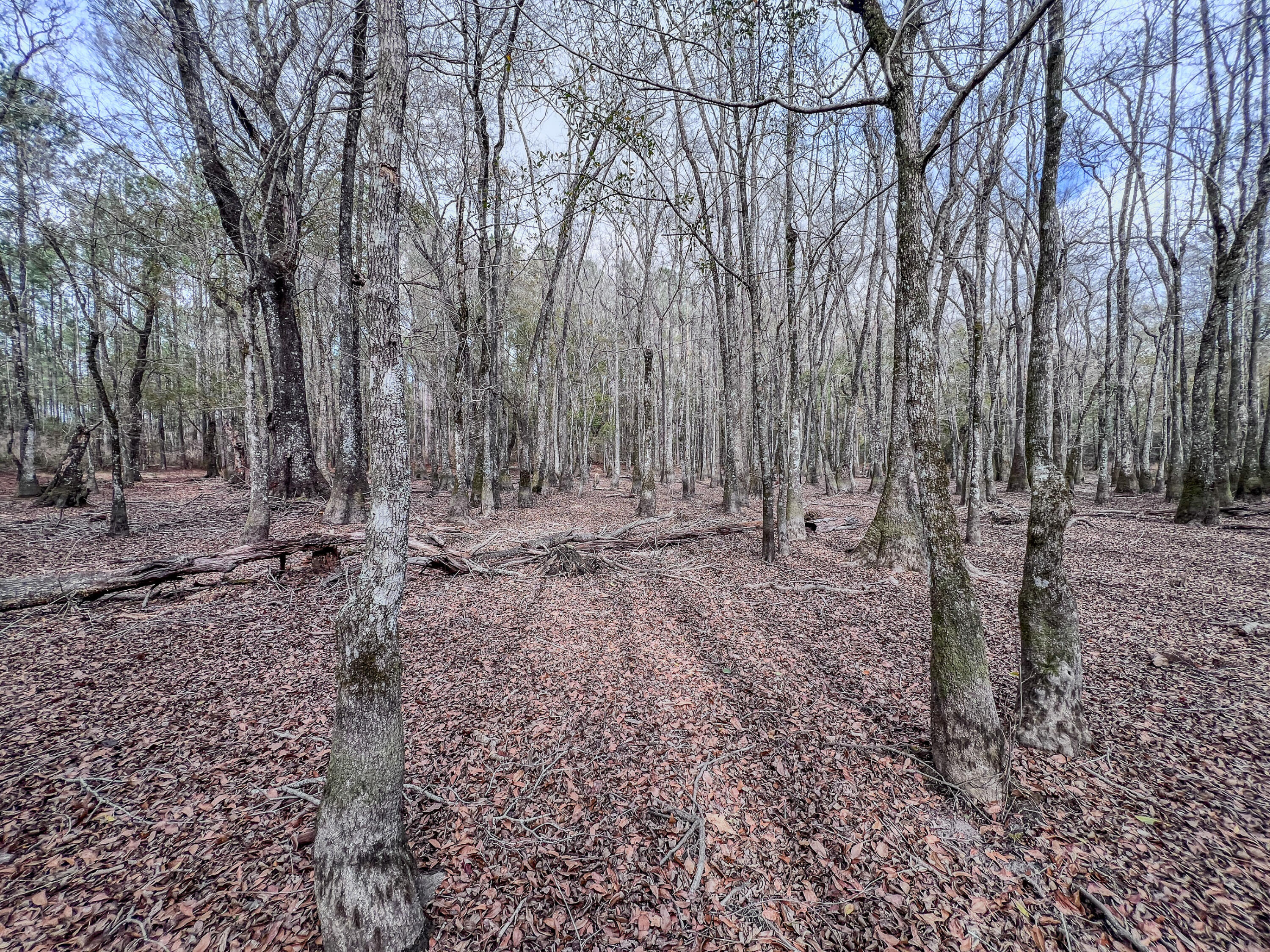 4769 Davis Road Florala, AL 36442 - Photo 22 of 39 a view of outdoor space with lots of trees