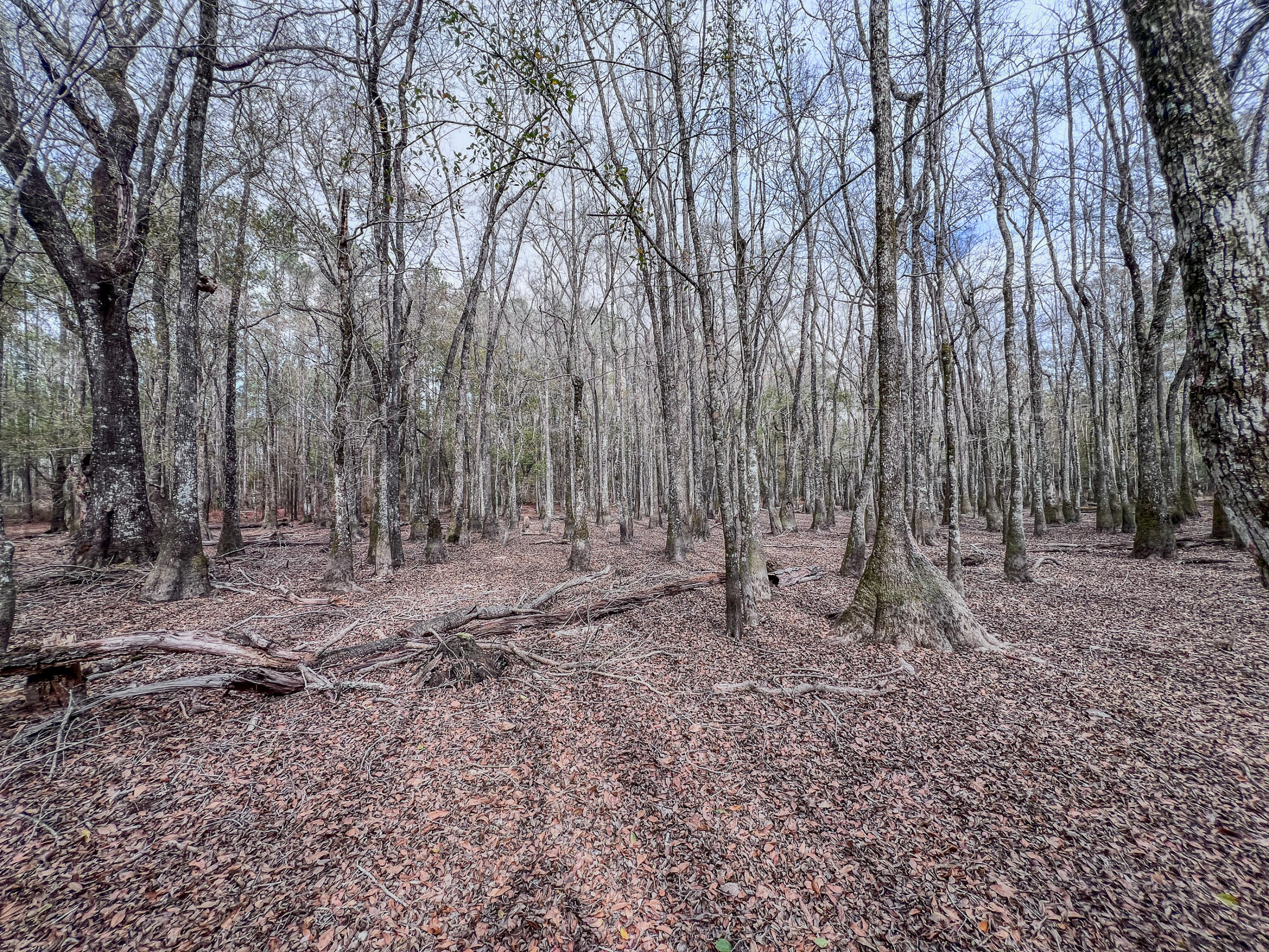 4769 Davis Road Florala, AL 36442 - Photo 23 of 39 a view of a backyard with large trees