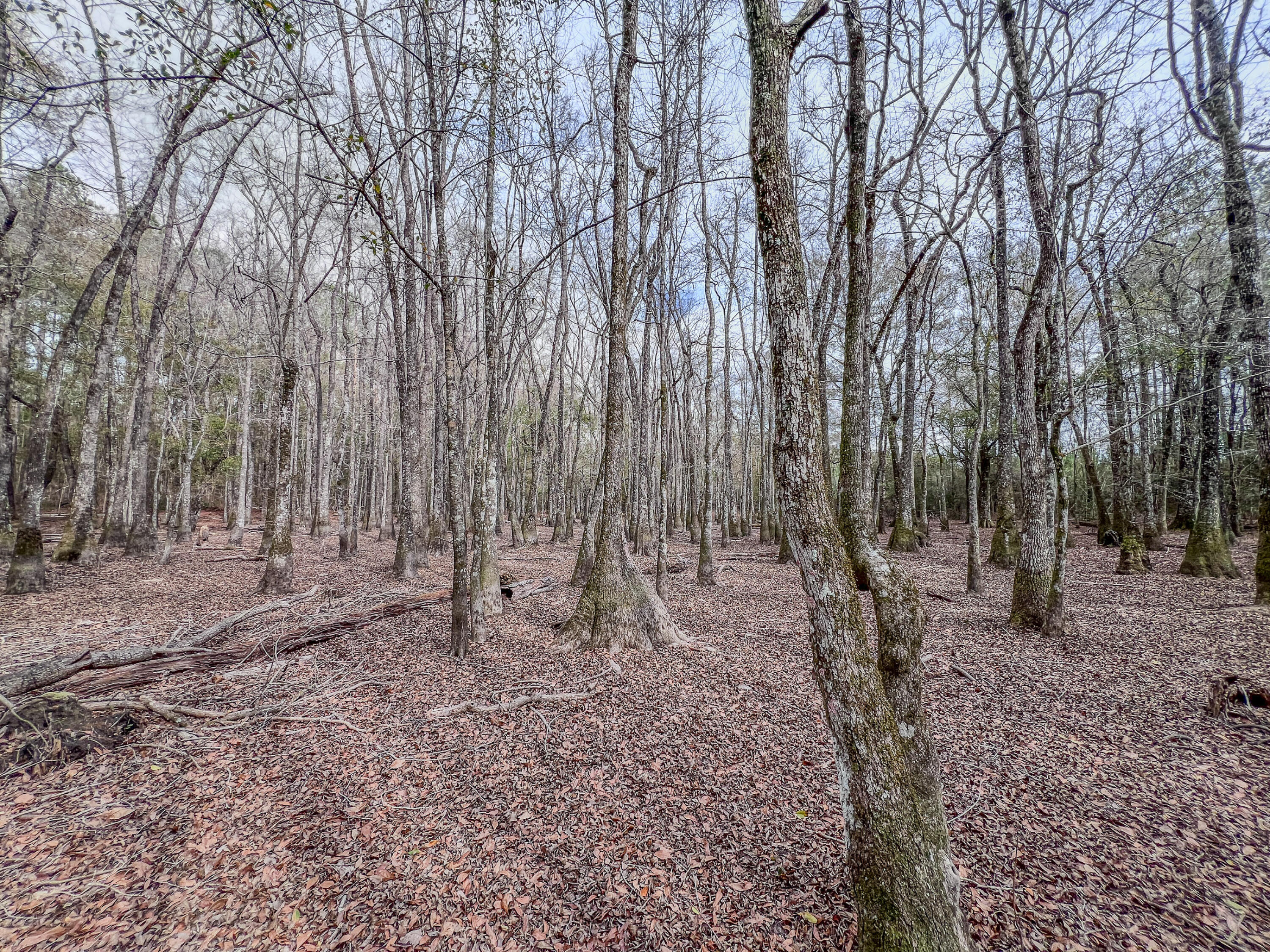 4769 Davis Road Florala, AL 36442 - Photo 24 of 39 a backyard of the house with lots of green space