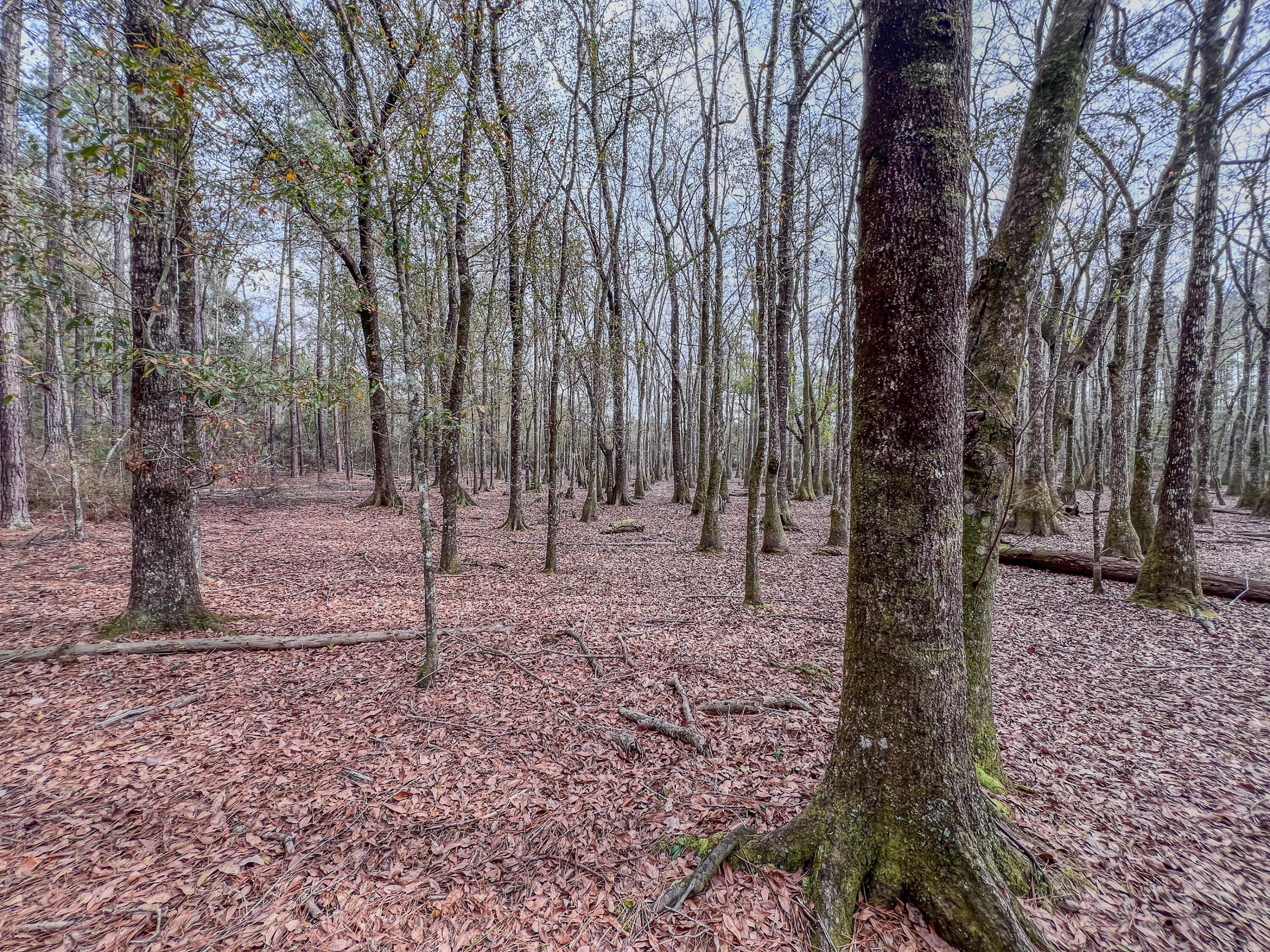 4769 Davis Road Florala, AL 36442 - Photo 25 of 39 a view of outdoor space with trees