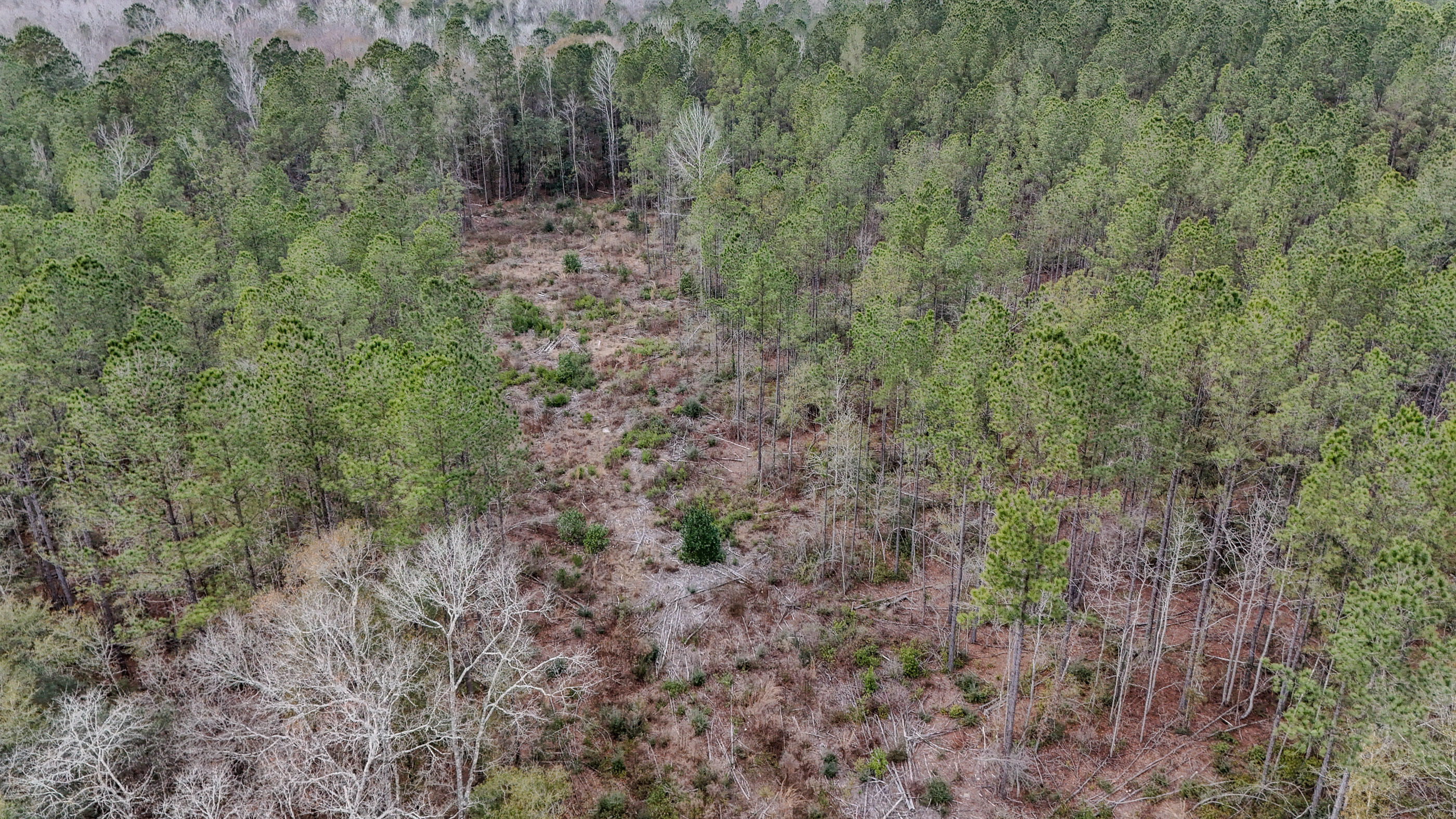 4769 Davis Road Florala, AL 36442 - Photo 26 of 39 a view of a forest with a street
