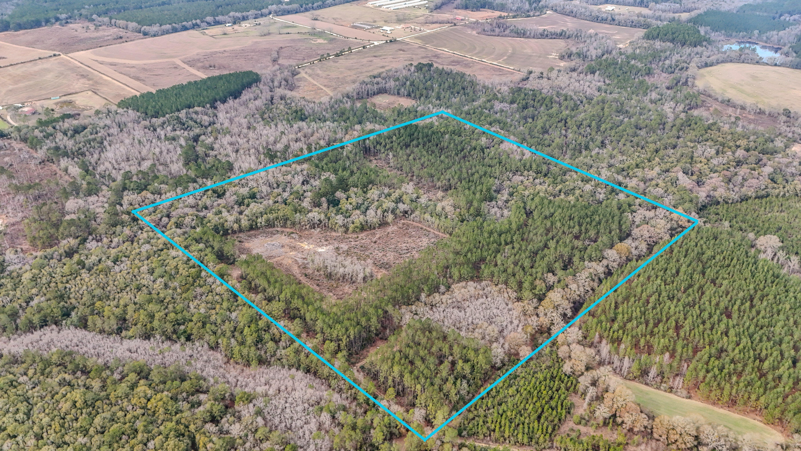 4769 Davis Road Florala, AL 36442 - Photo 28 of 39 a view of a yard with plants