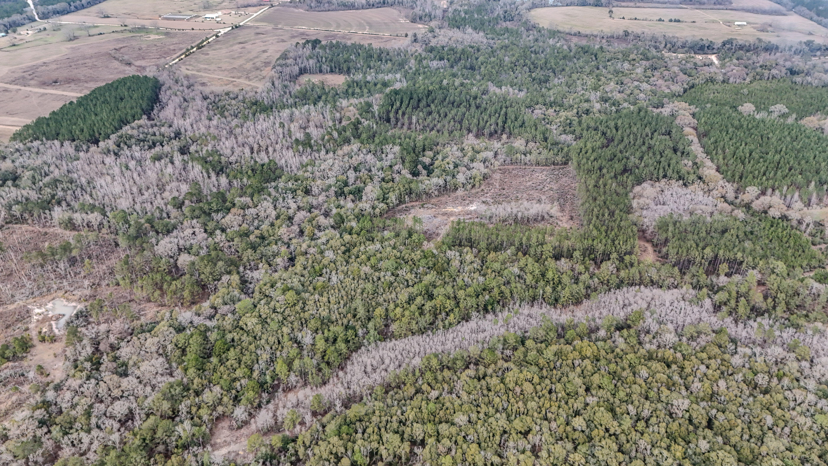 4769 Davis Road Florala, AL 36442 - Photo 30 of 39 a view of a yard with plants and a bench