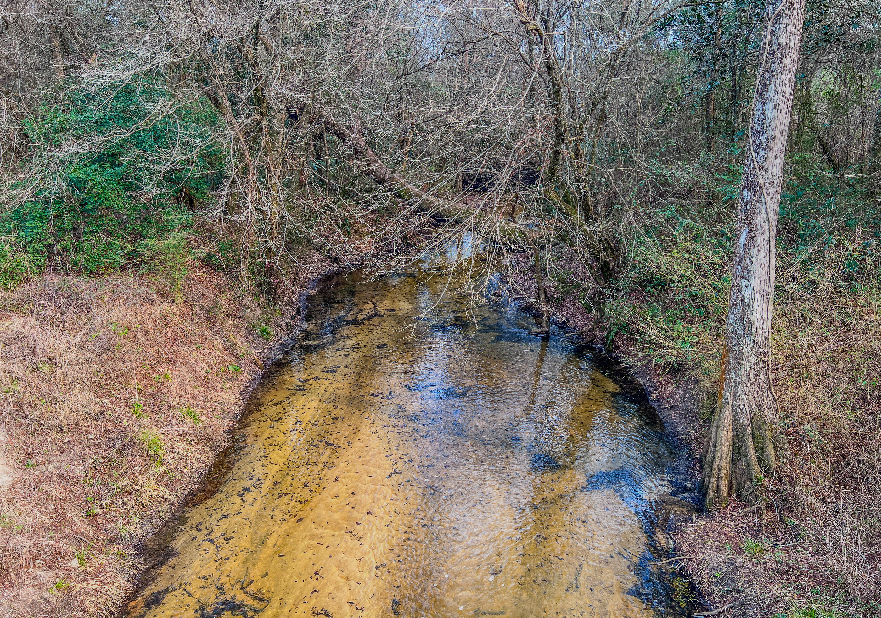 4769 Davis Road Florala, AL 36442 - Photo 3 of 39 a view of a forest with trees