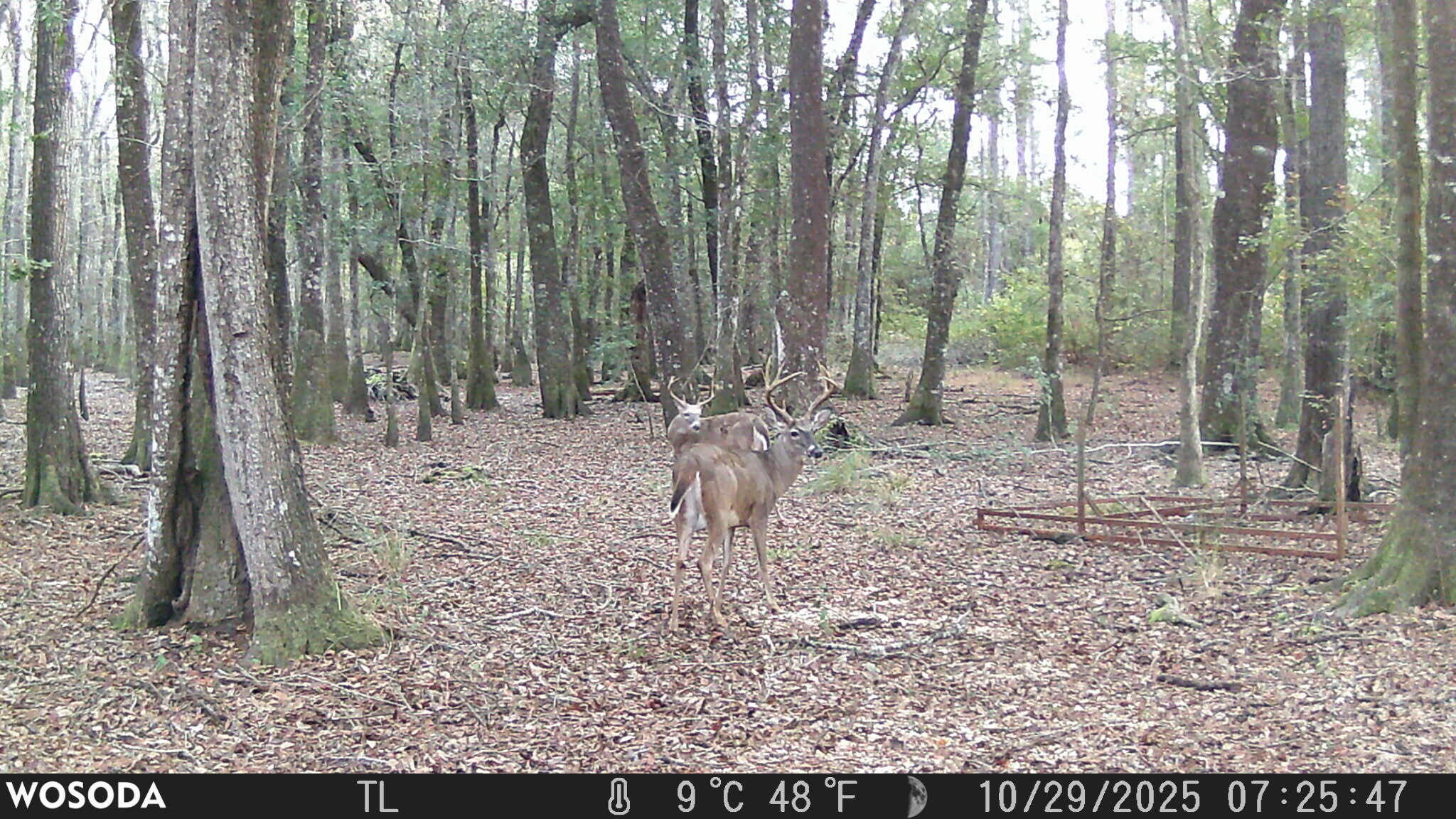 4769 Davis Road Florala, AL 36442 - Photo 32 of 39 a backyard of a house with lots of green space