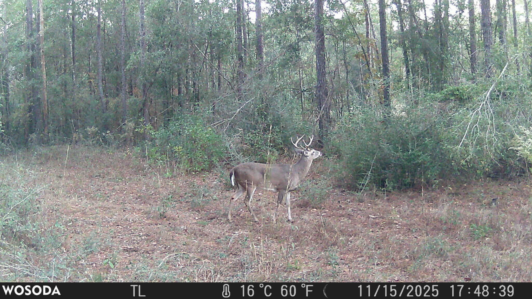 4769 Davis Road Florala, AL 36442 - Photo 33 of 39 a view of a yard