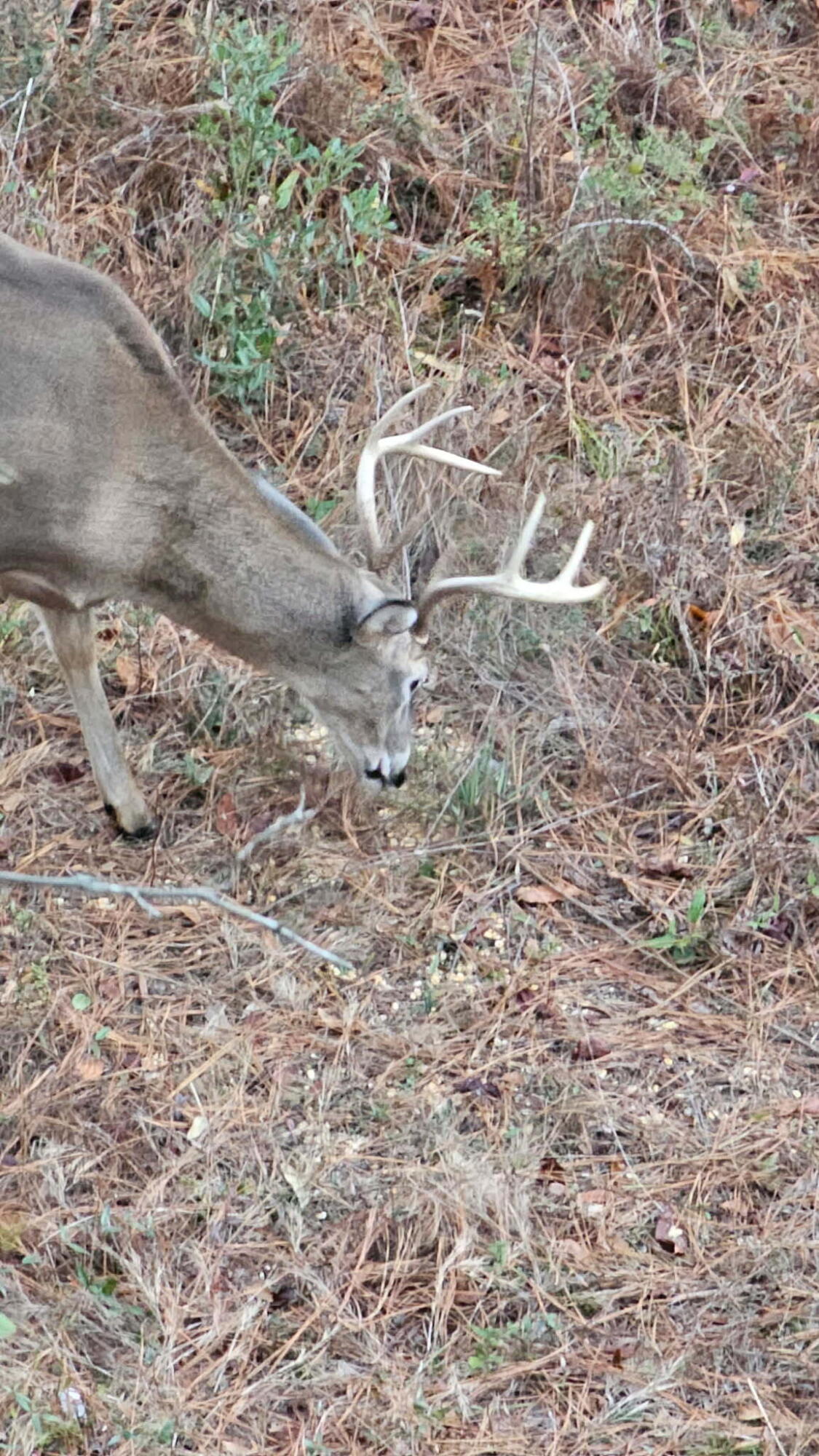 4769 Davis Road Florala, AL 36442 - Photo 34 of 39 a view of a dry yard with wooden fence