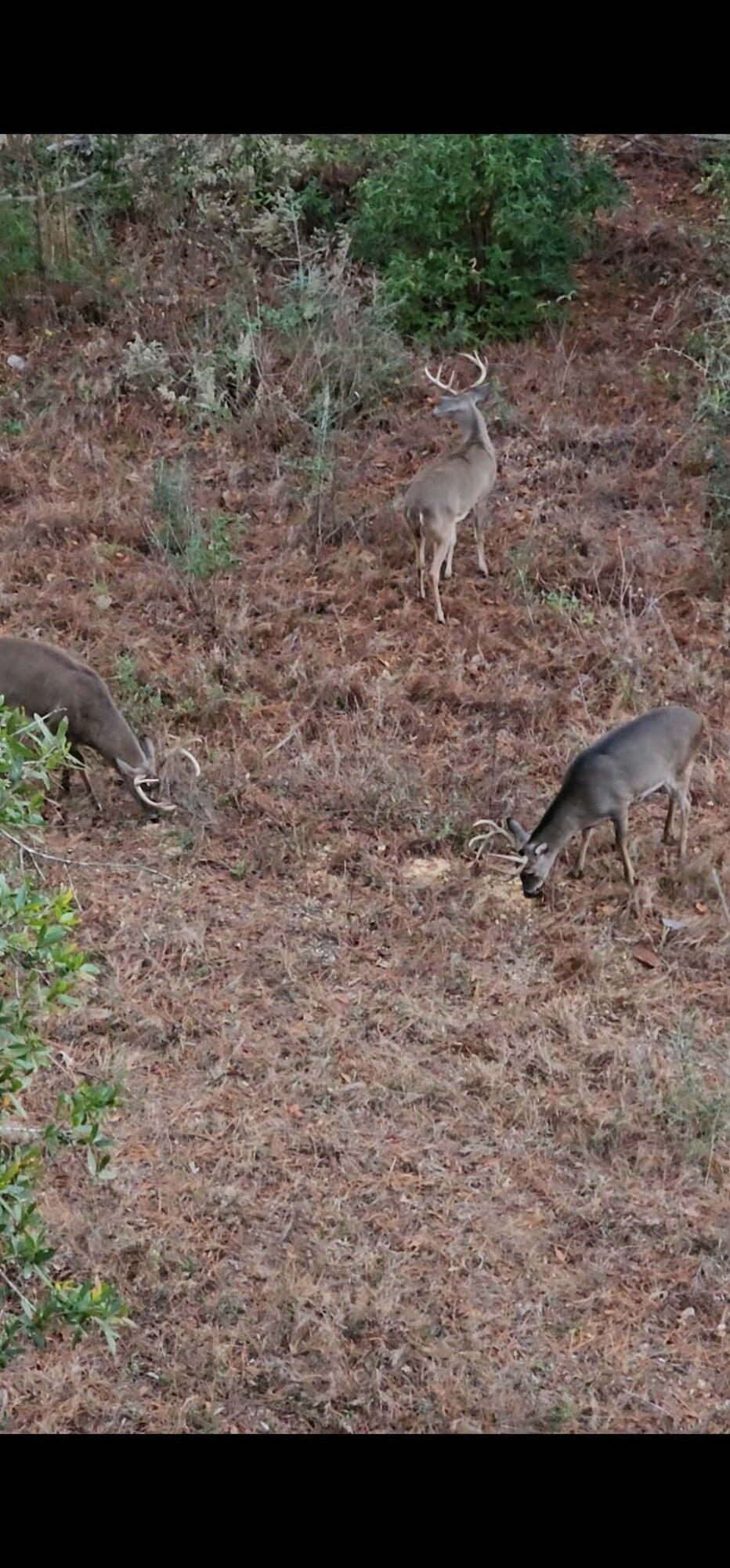 4769 Davis Road Florala, AL 36442 - Photo 35 of 39 a view of a yard with a tree