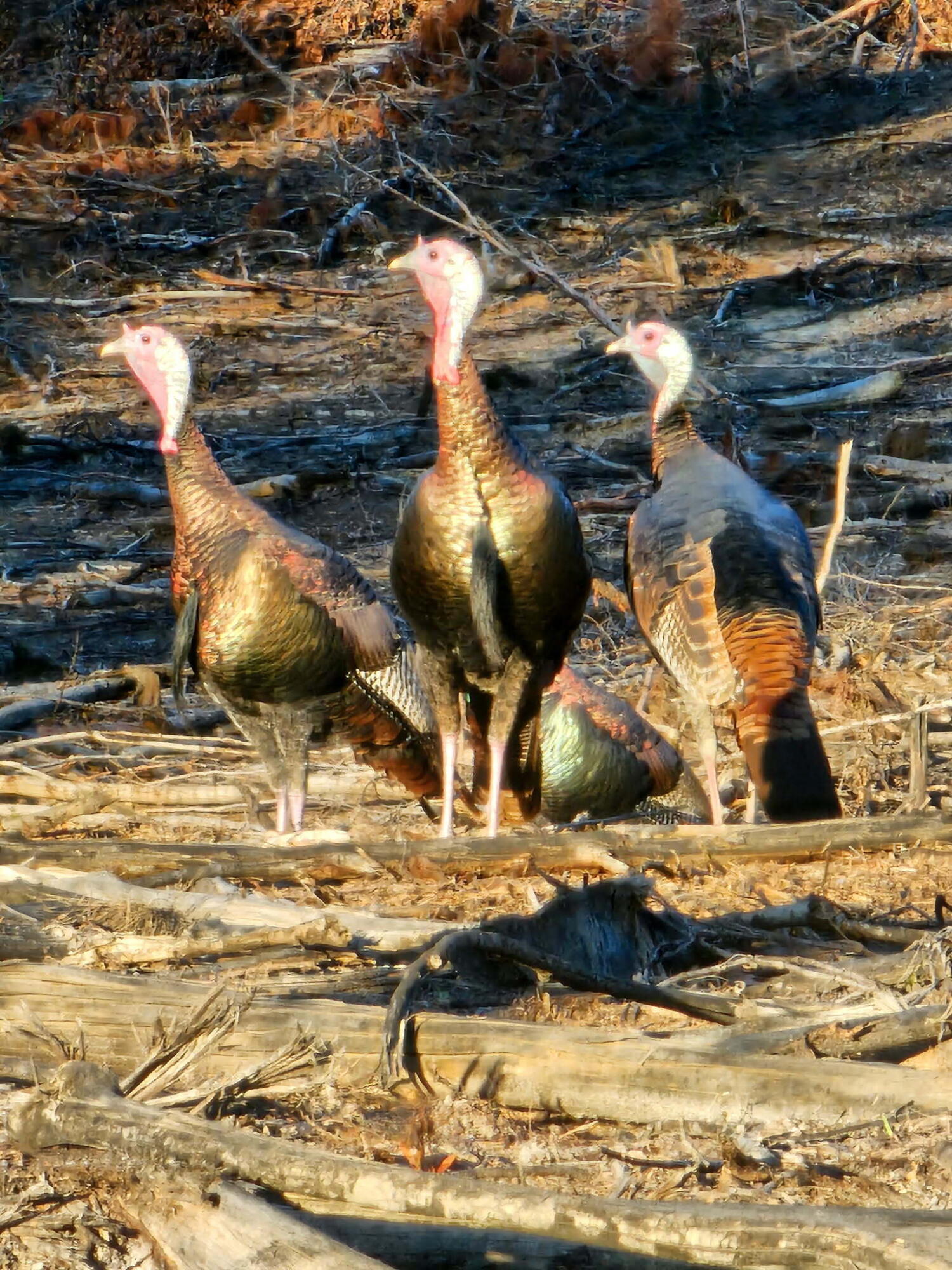 4769 Davis Road Florala, AL 36442 - Photo 36 of 39 a view of a ocean