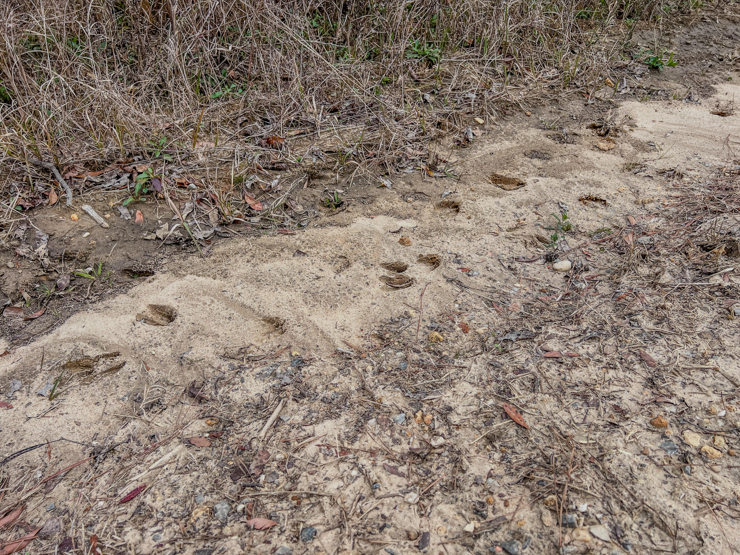 4769 Davis Road Florala, AL 36442 - Photo 6 of 39 a view of a dry yard with green space
