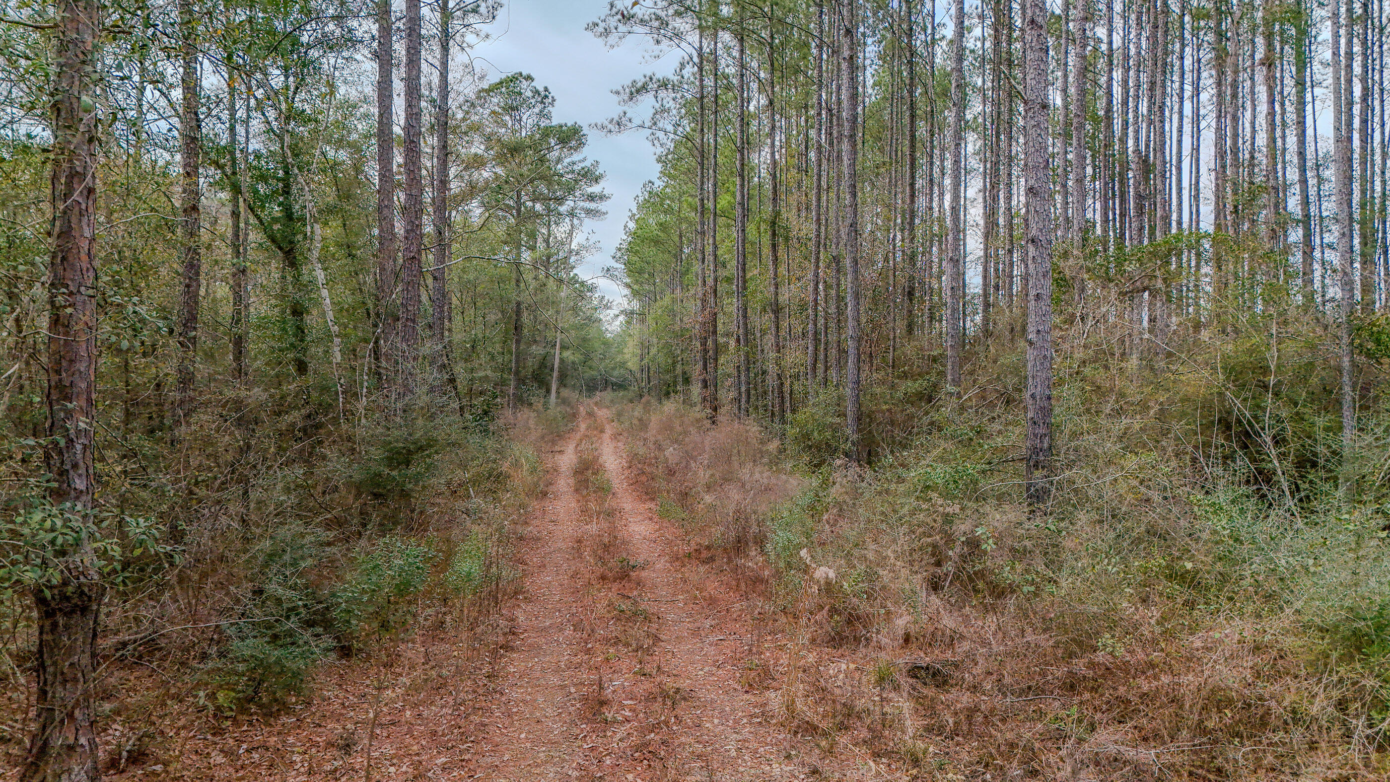 4769 Davis Road Florala, AL 36442 - Photo 7 of 39 a view of a forest with trees in the background
