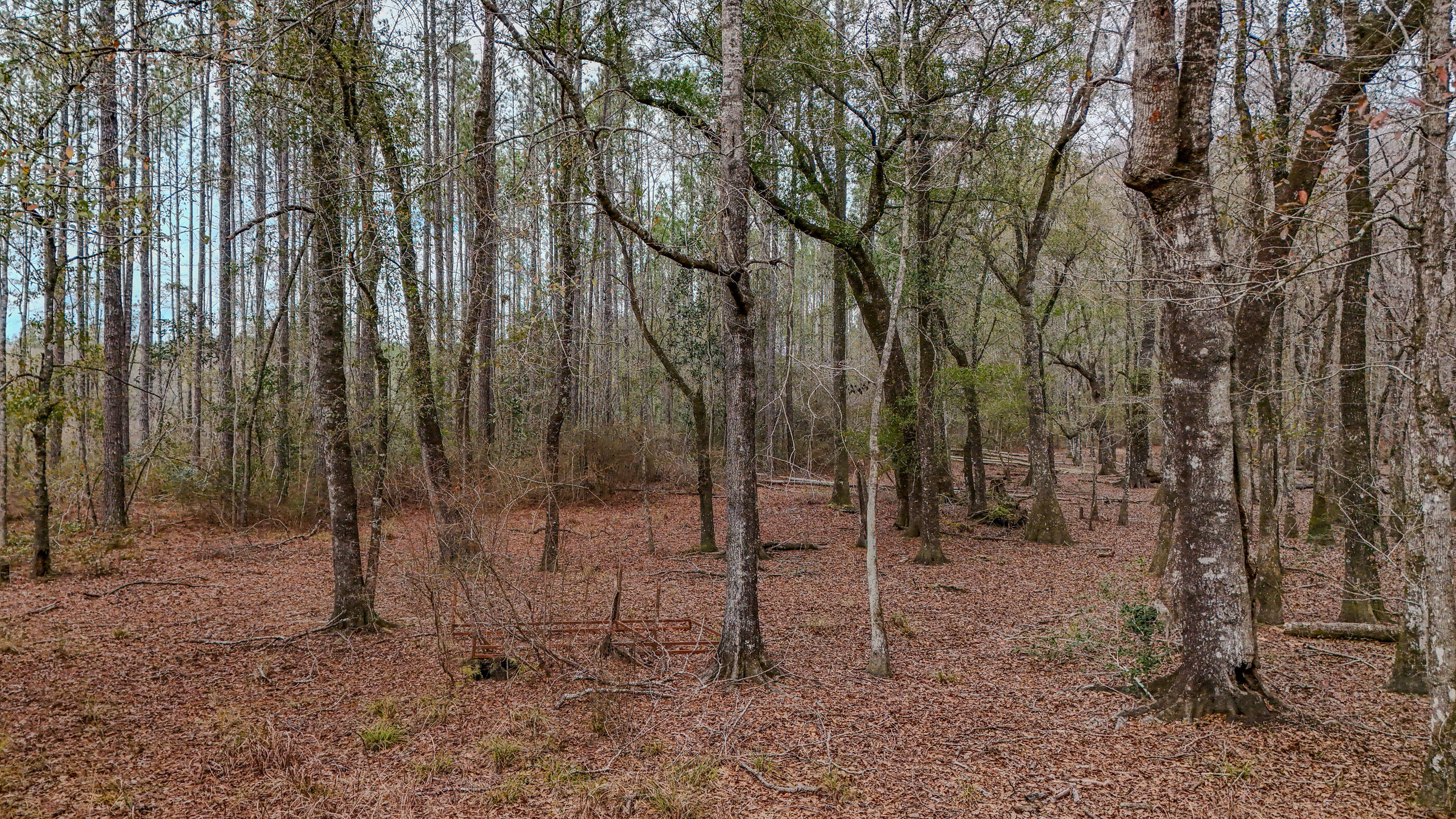 4769 Davis Road Florala, AL 36442 - Photo 10 of 39 a view of a forest filled with trees