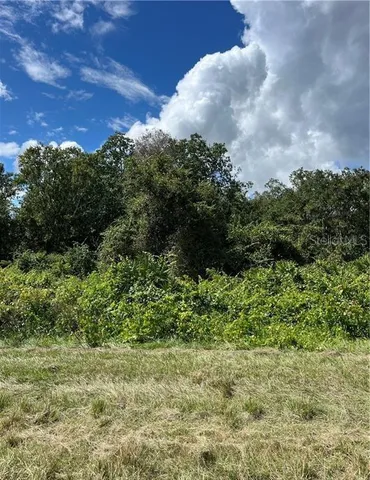 a view of a bunch of plants and trees
