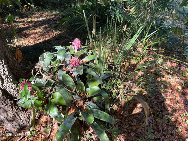 a picture of flowers