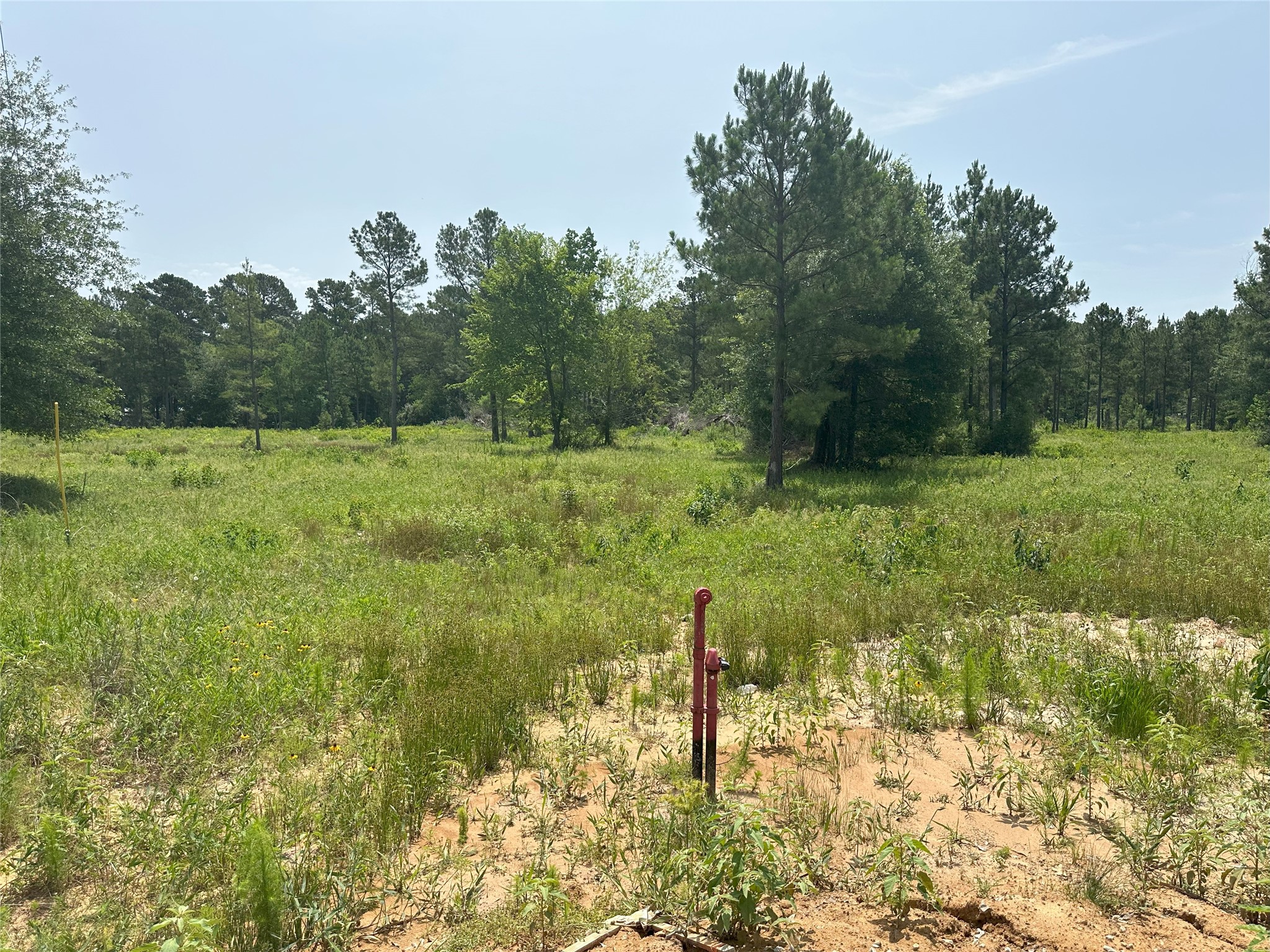0 Crockett Road Waller, TX 77484 - Photo 11 of 19 a view of a garden with a tree