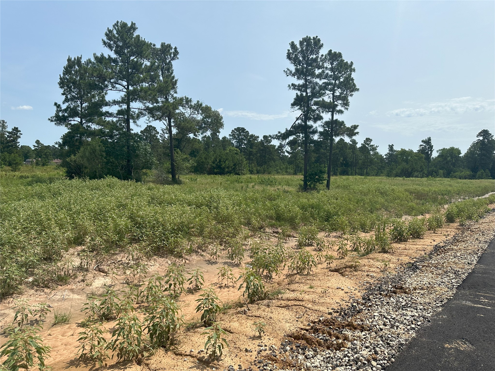 0 Crockett Road Waller, TX 77484 - Photo 6 of 19 a view of a field with trees in background