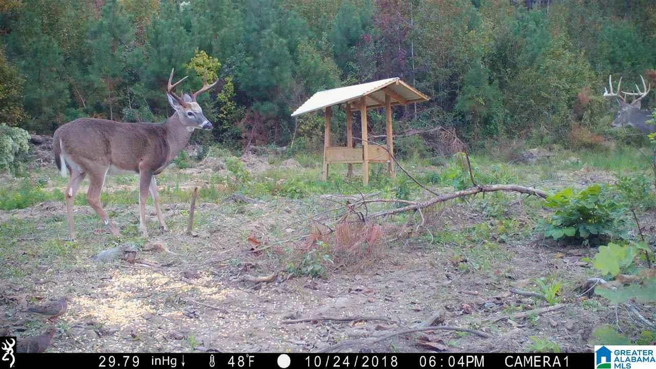 0 Bulldog Bend Road Brierfield, AL 35035 - Photo 1 of 32