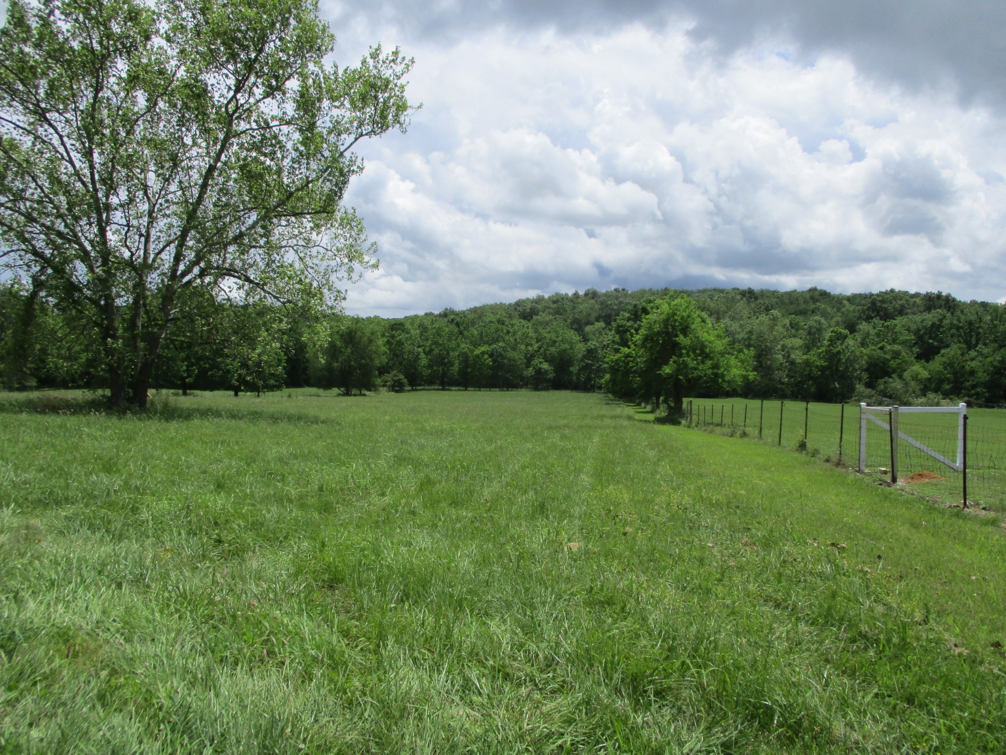 6206 Hickory Ridge Road Lebanon, TN 37090 - Photo 4 of 28 a view of a garden with a large trees