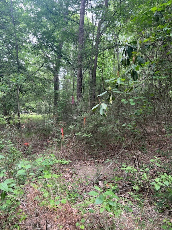 0 Conway Road Livingston, TX 77351 - Photo 3 of 6