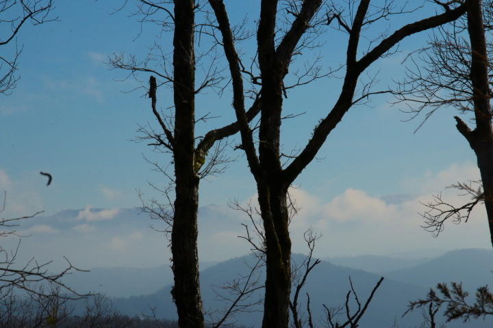 1 Reagan Valley Road Tellico Plains, TN 37385 - Photo 12 of 40 IMG_5984