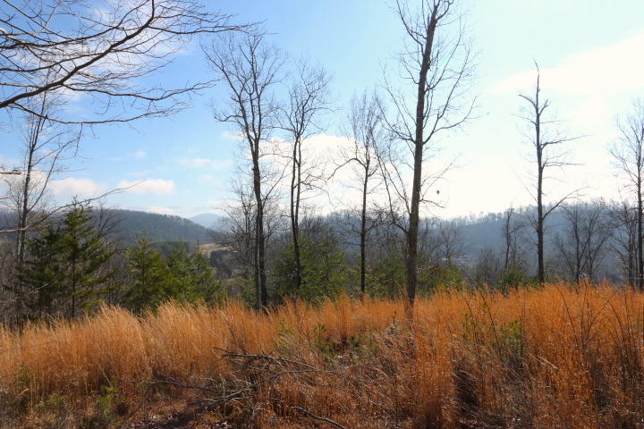 1 Reagan Valley Road Tellico Plains, TN 37385 - Photo 29 of 40 IMG_5966